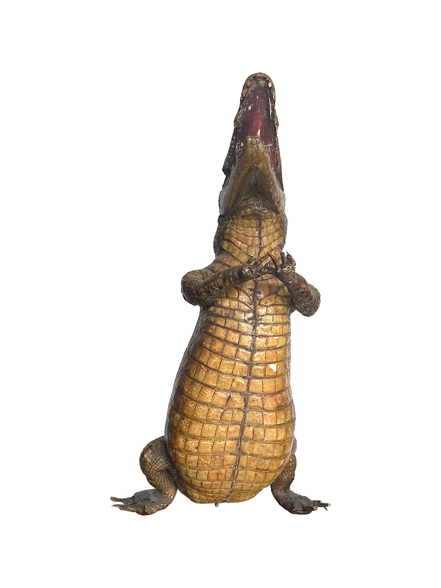 crocodile standing up