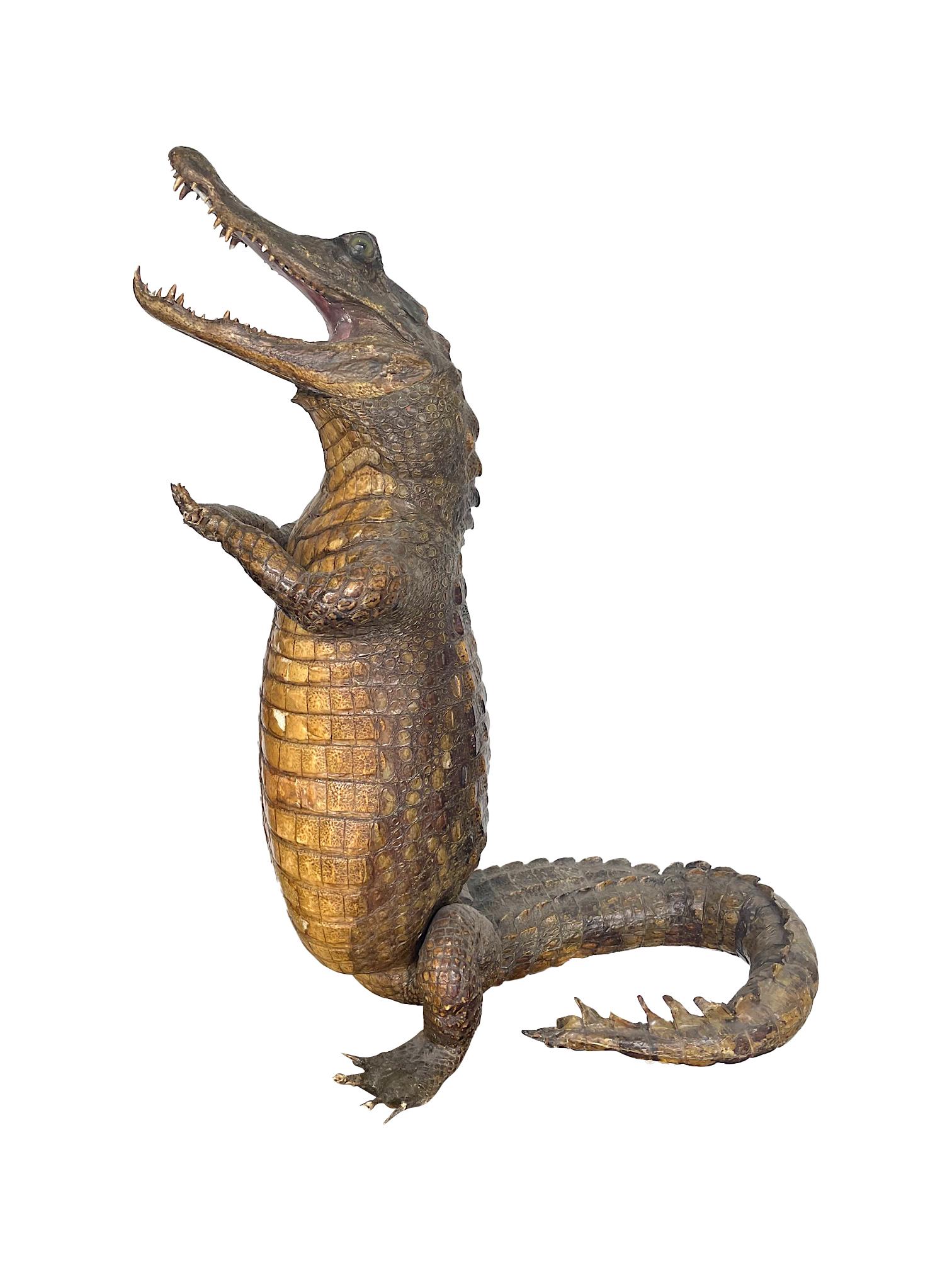 Late Victorian Victorian Taxidermy Standing Crocodile with Clasped Hands and Open Mouth
