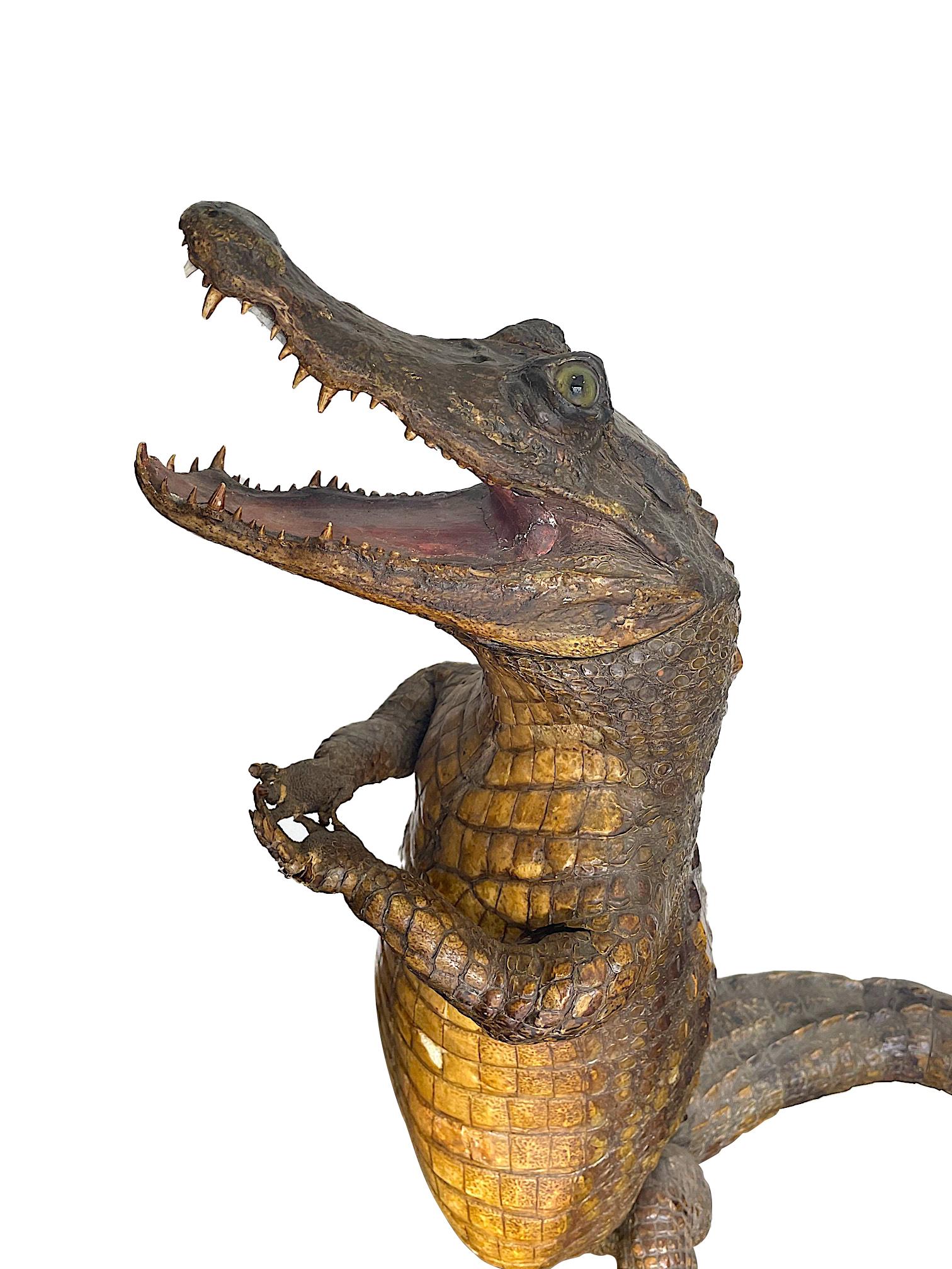 English Victorian Taxidermy Standing Crocodile with Clasped Hands and Open Mouth