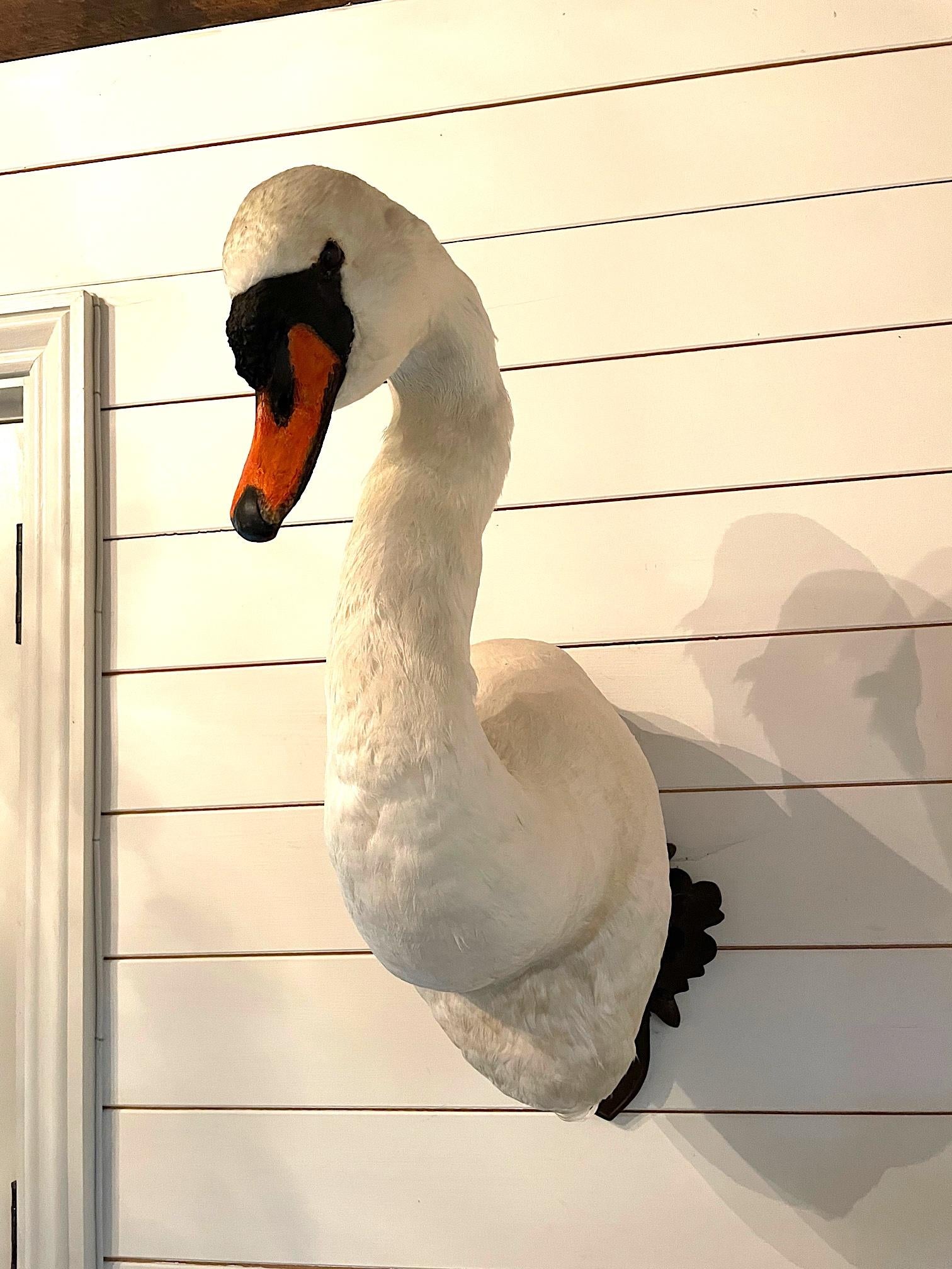 A wonderful Victorian taxidermy swan head with glass eyes and bright orange and black bill, mounted on a carved wooden shield and oak leaf plague.