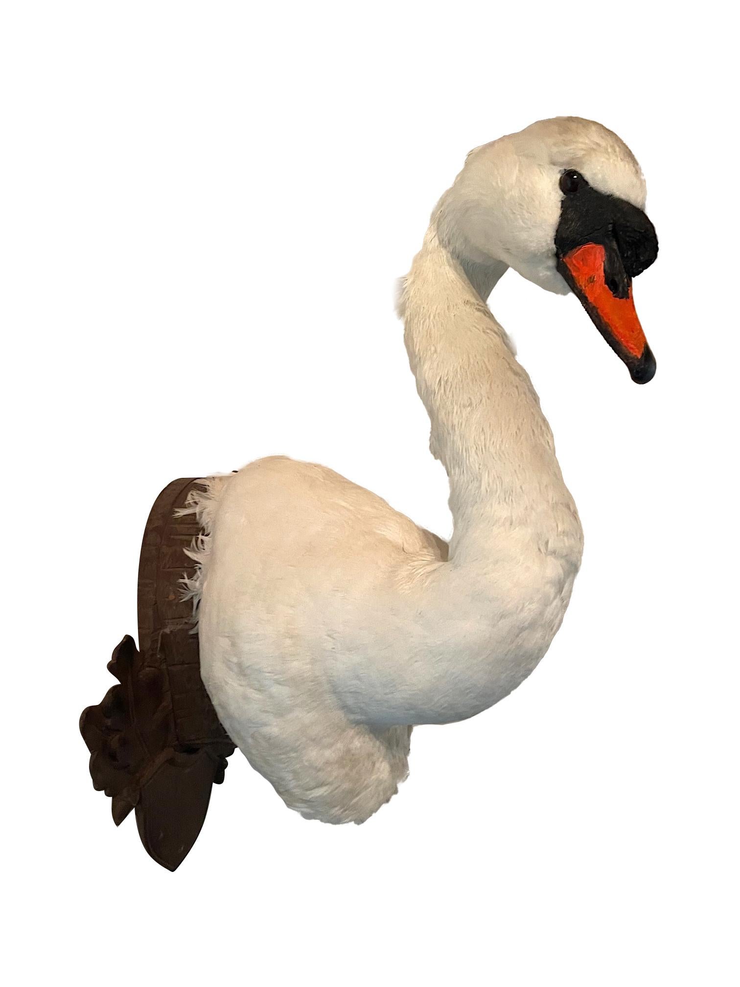 swan taxidermy