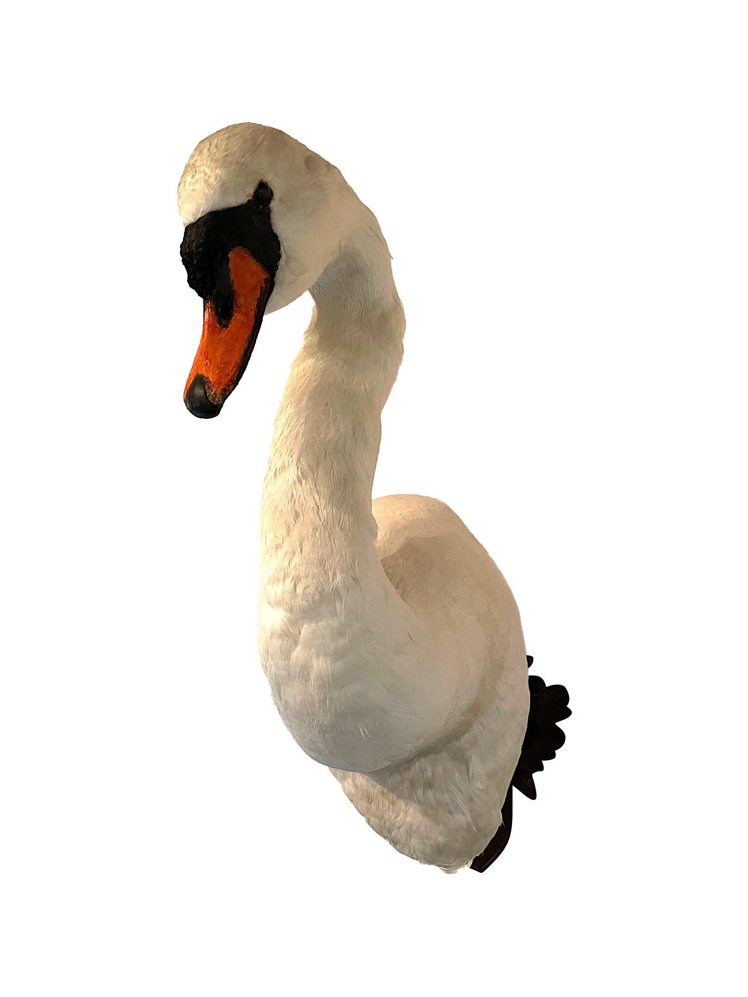 swan mount