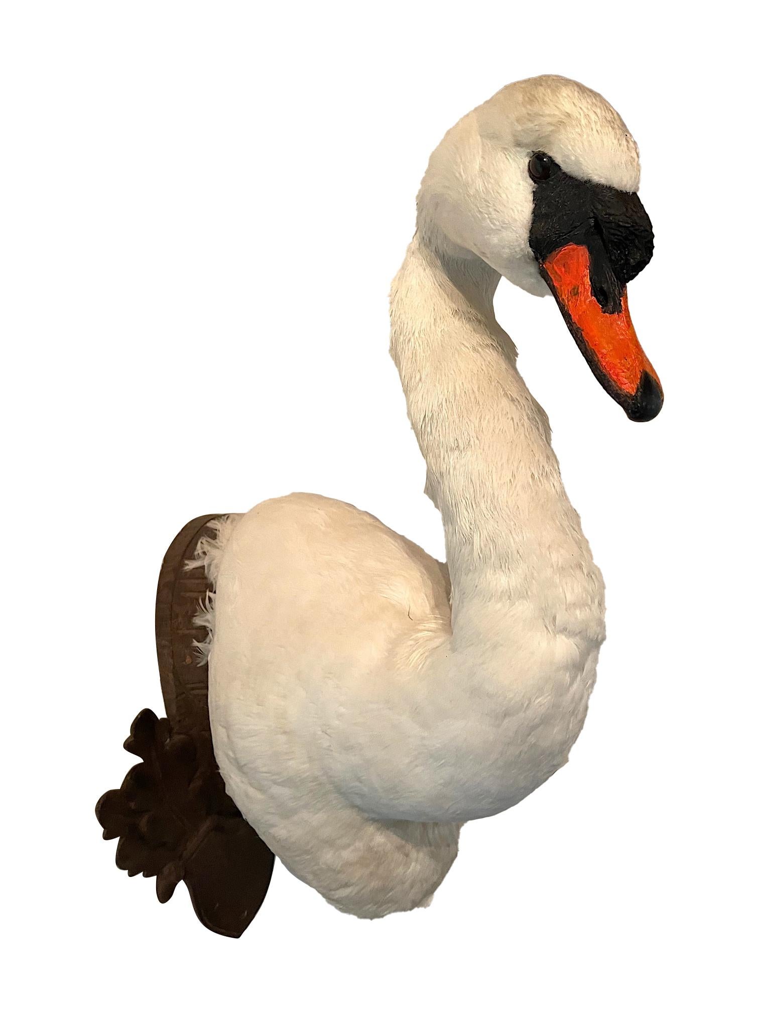 swan mounts
