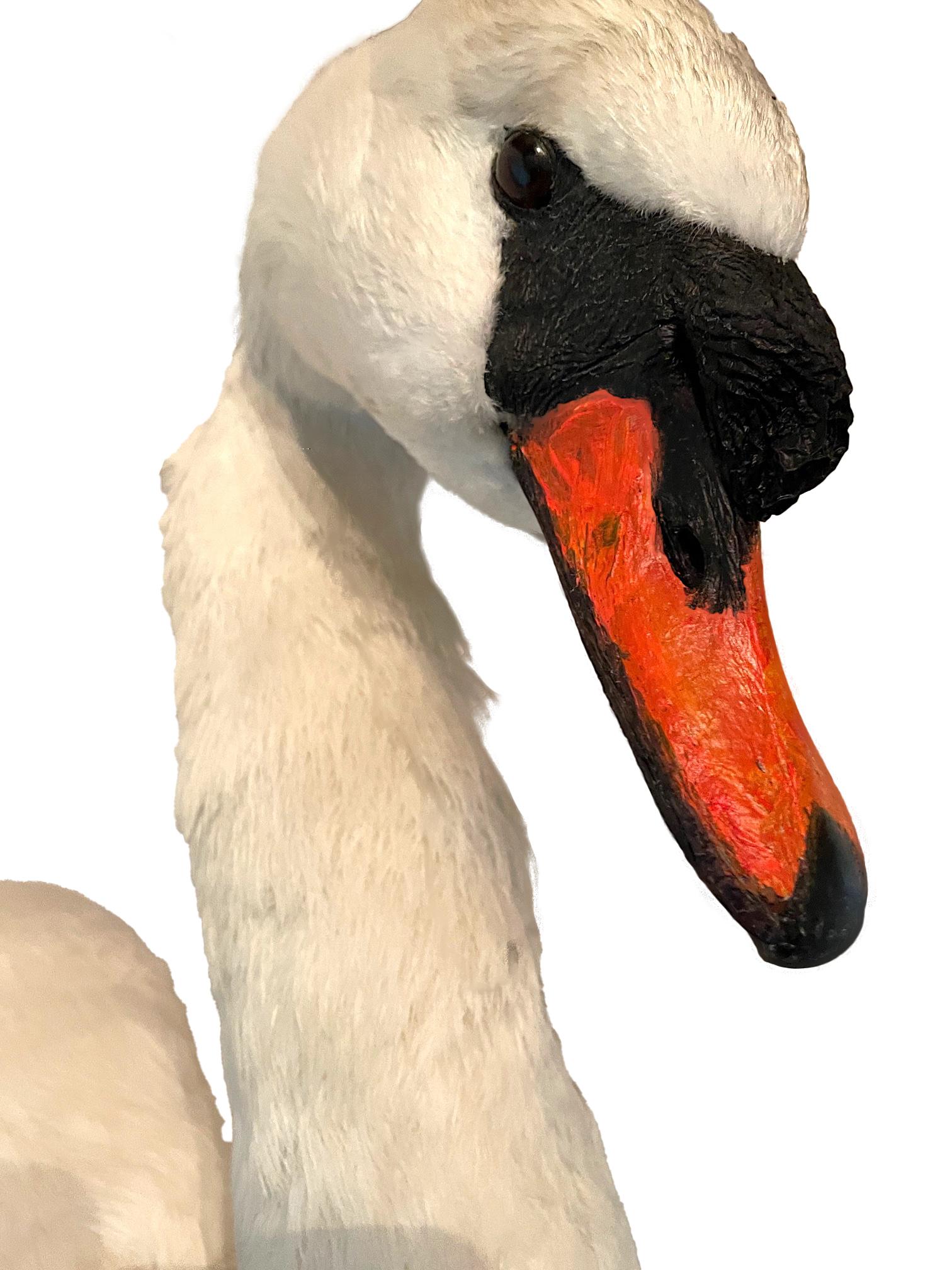 Late Victorian Victorian Taxidermy Swan Head Mounted on a Carved Shield Wooden Plague For Sale