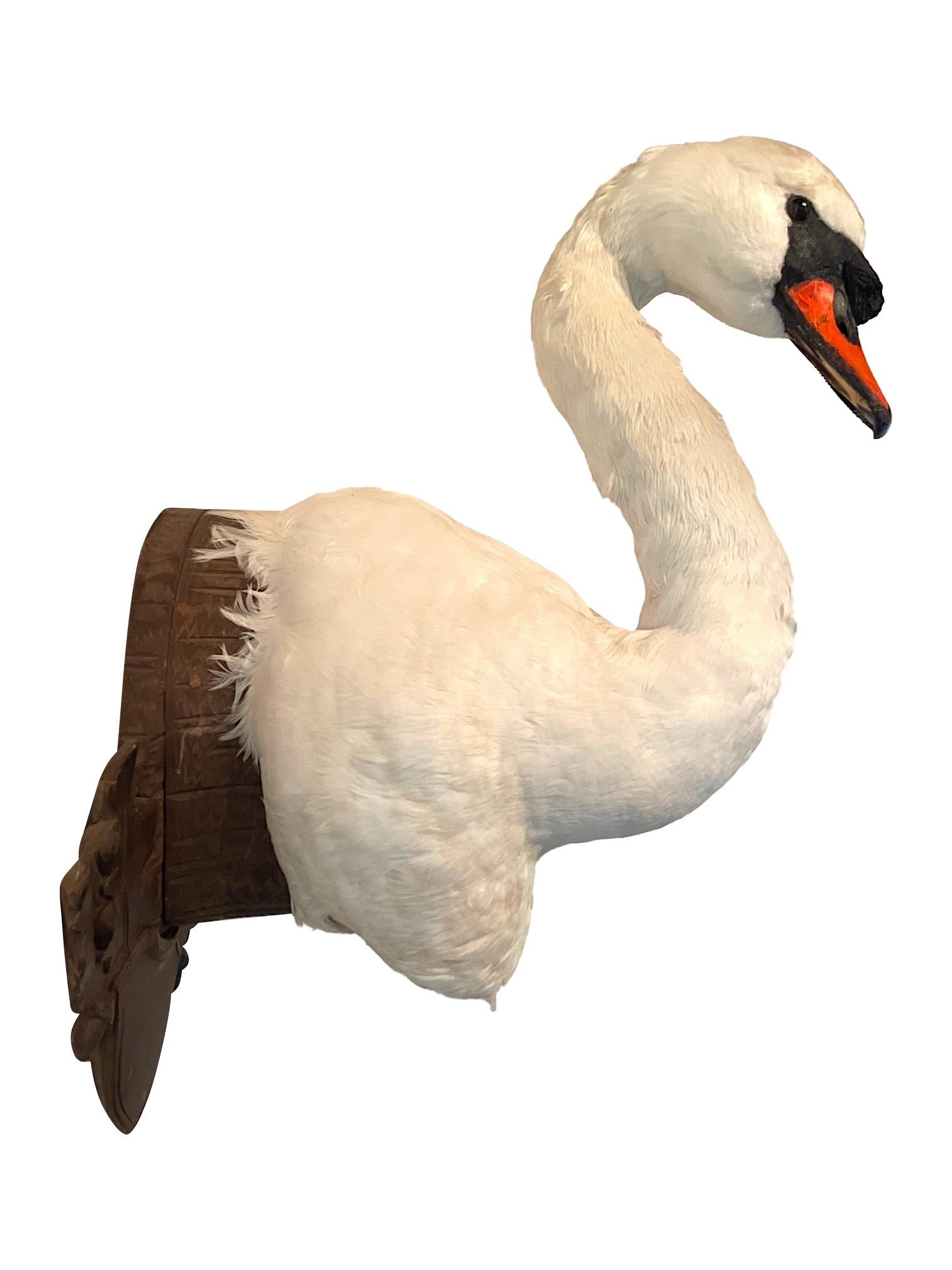 English Victorian Taxidermy Swan Head Mounted on a Carved Shield Wooden Plague For Sale