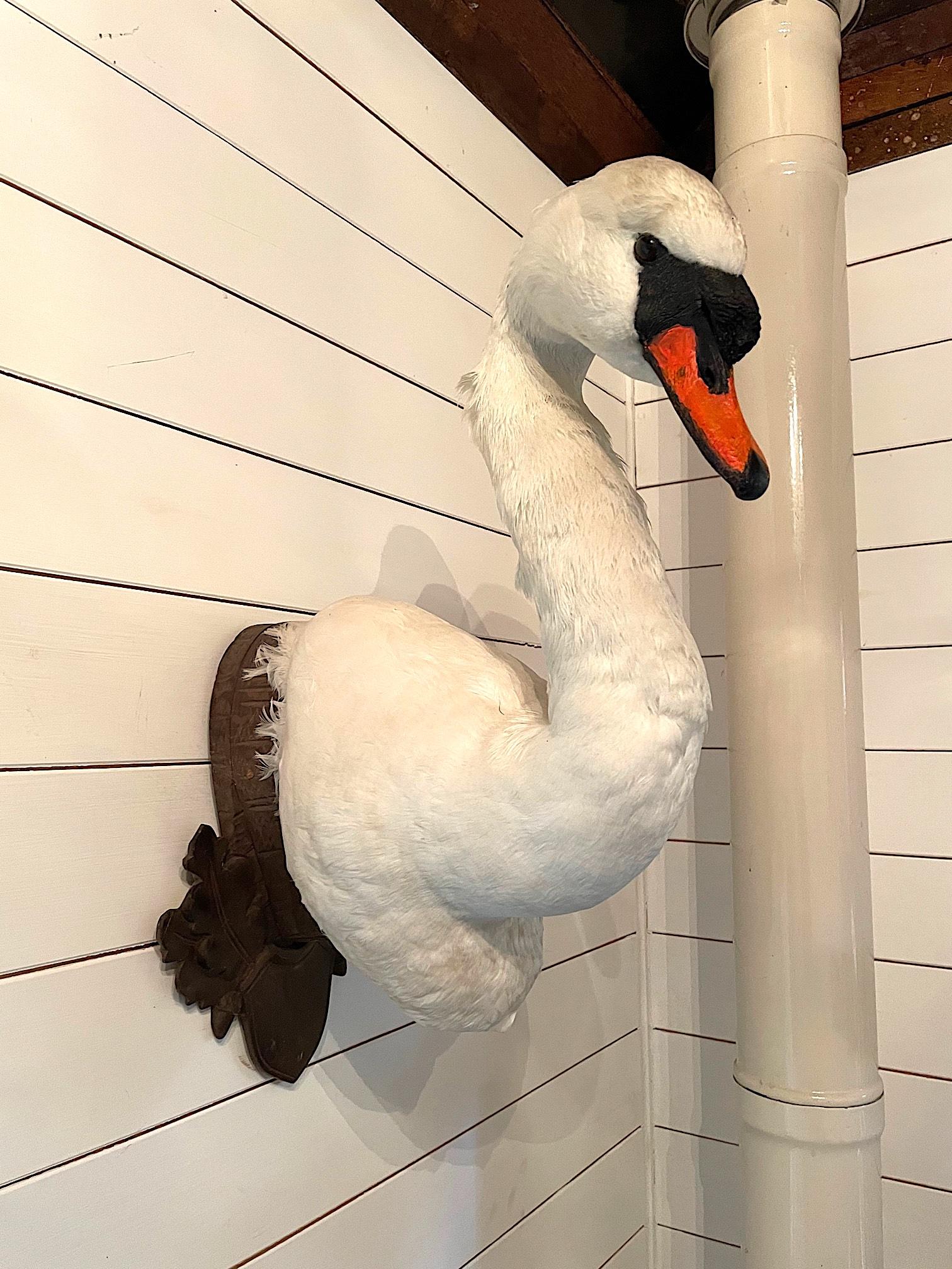 Victorian Taxidermy Swan Head Mounted on a Carved Shield Wooden Plague In Good Condition For Sale In London, GB