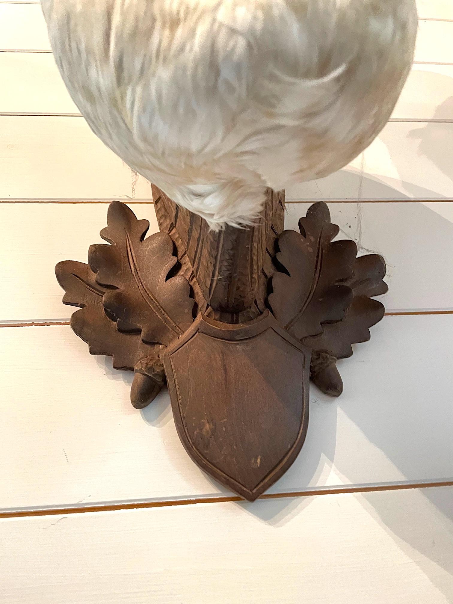 Late 19th Century Victorian Taxidermy Swan Head Mounted on a Carved Shield Wooden Plague For Sale