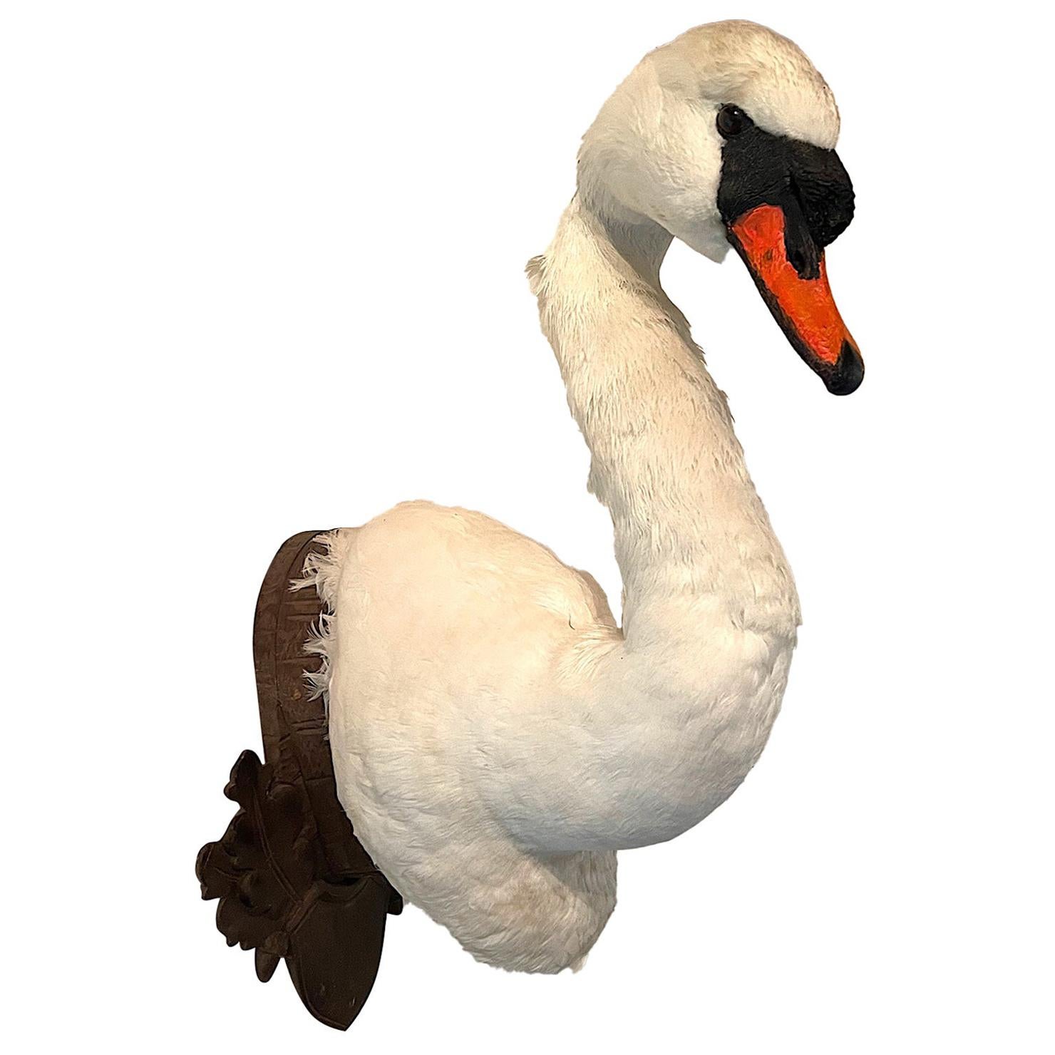 Victorian Taxidermy Swan Head Mounted on a Carved Shield Wooden Plague For Sale