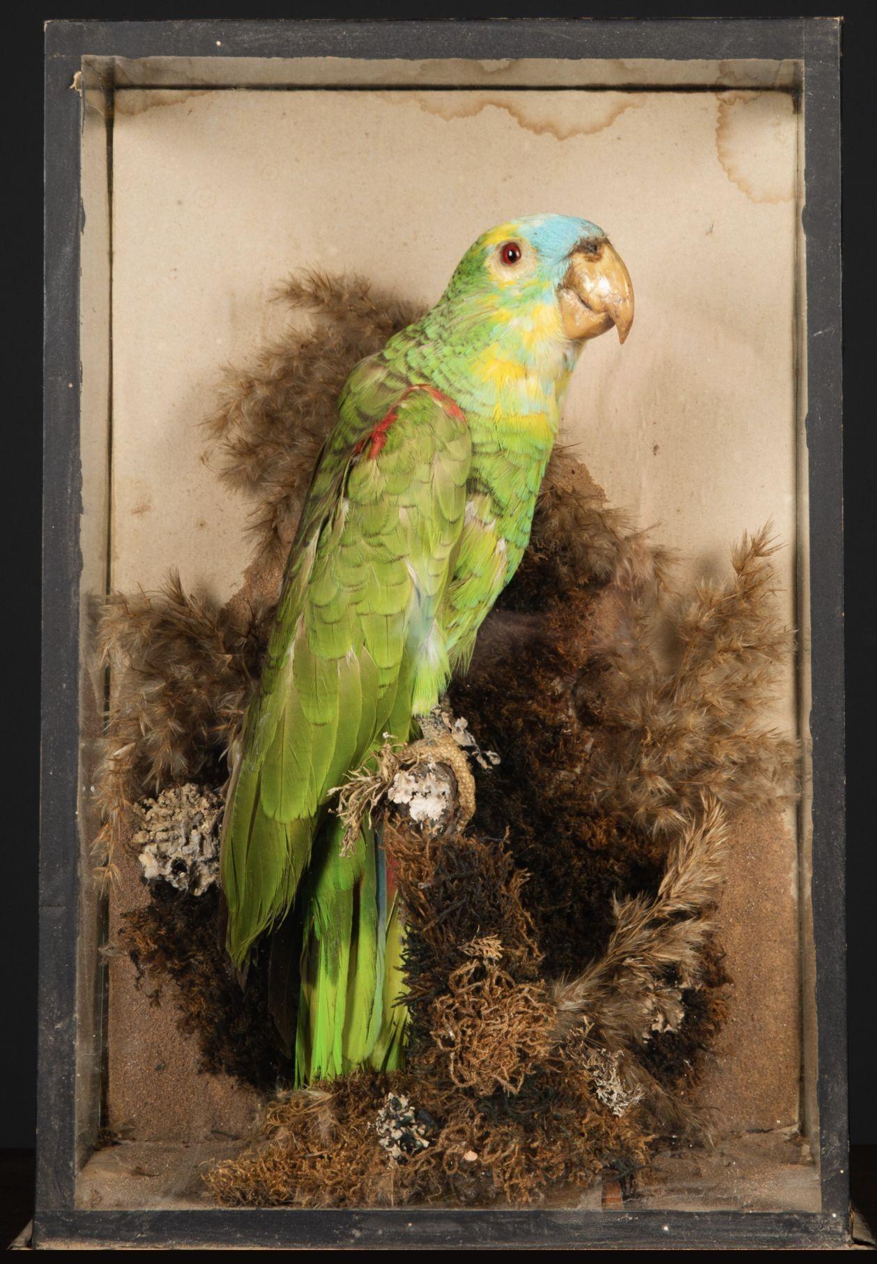 Une amazone victorienne en taxidermie, à la frontière turquoise, dans un cadre naturaliste, montée dans un coffret en verre et bois d'origine.