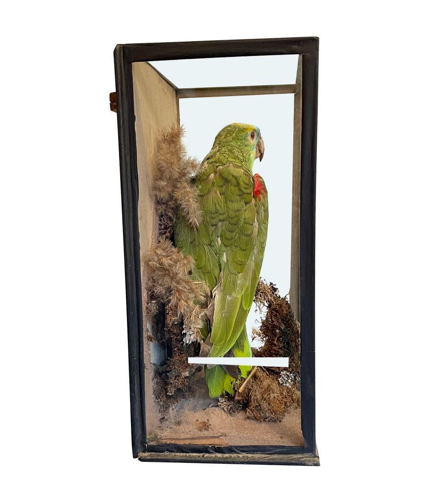 parrot diorama