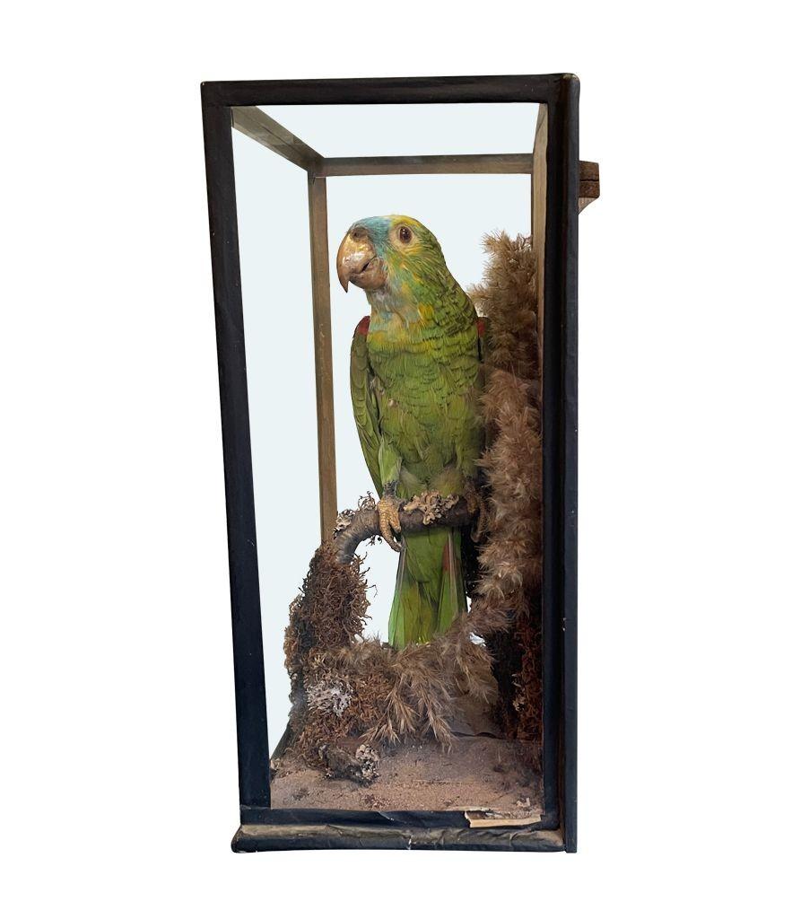 Victorian Taxidermy Turquoise Fronted Amazonian Parrot in Naturalistic Setting In Fair Condition For Sale In London, GB