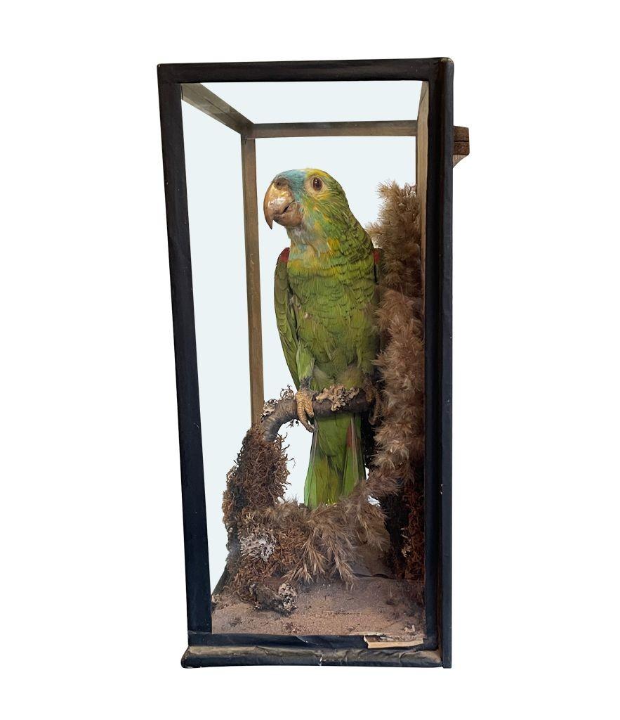 Victorian Taxidermy Turquoise Fronted Amazonian Parrot in Naturalistic Setting In Fair Condition In London, GB