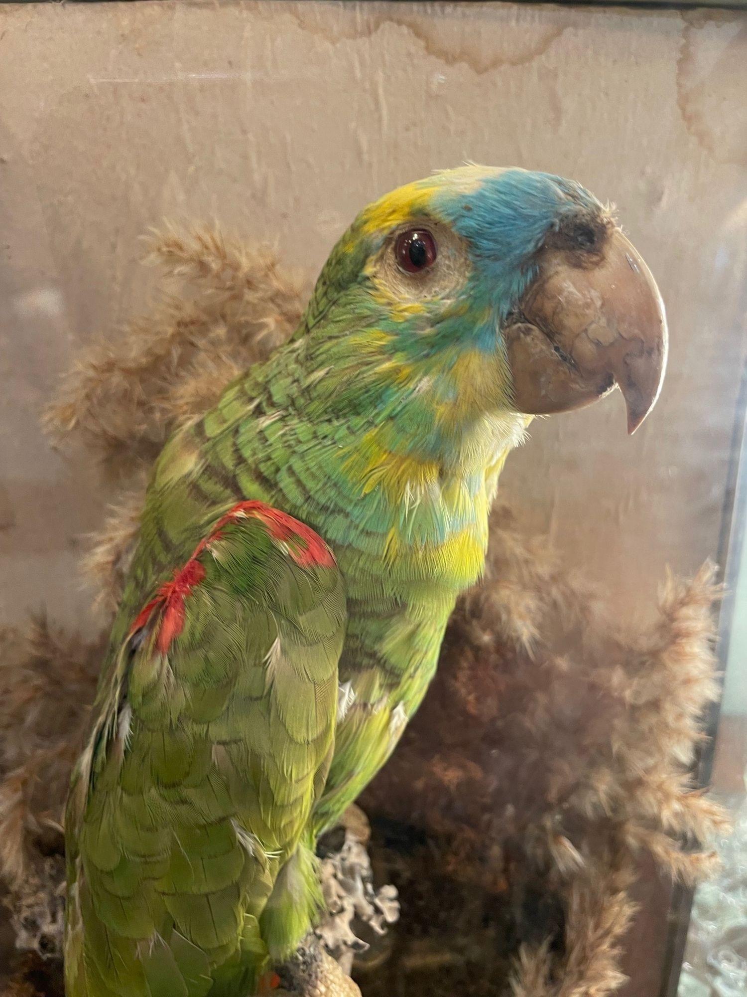 Late 19th Century Victorian Taxidermy Turquoise Fronted Amazonian Parrot in Naturalistic Setting For Sale