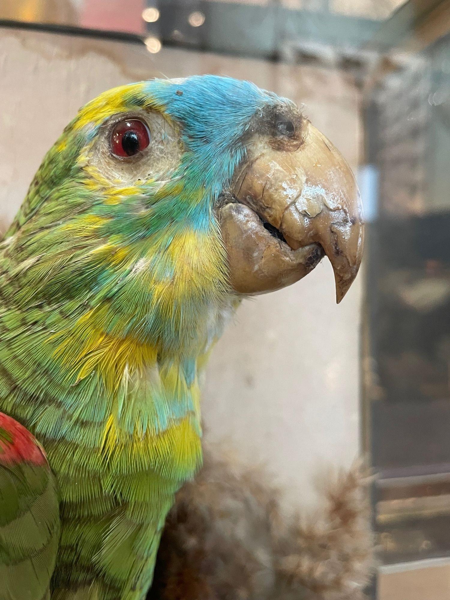 Glass Victorian Taxidermy Turquoise Fronted Amazonian Parrot in Naturalistic Setting For Sale