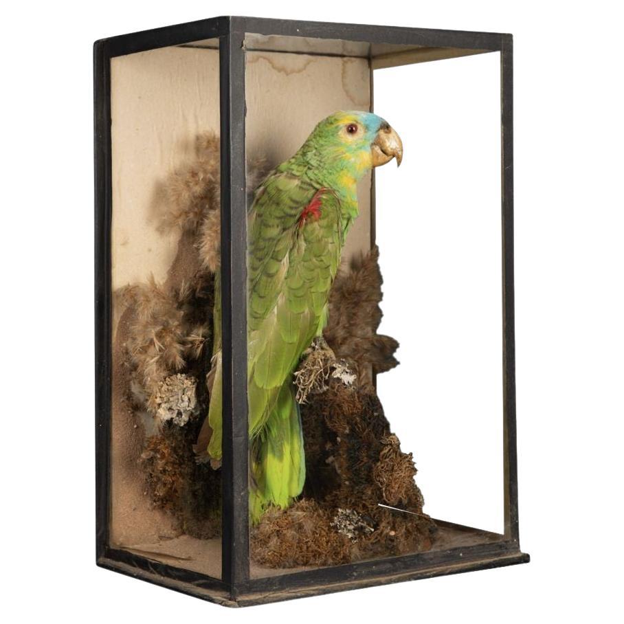 Perroquet amazonien de taxidermie victorien à façade turquoise dans une monture naturaliste en vente