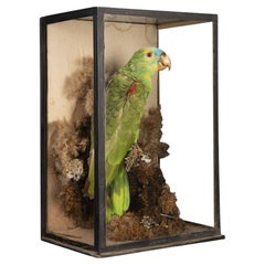Victorian Taxidermy Turquoise Fronted Amazonian Parrot in Naturalistic Setting