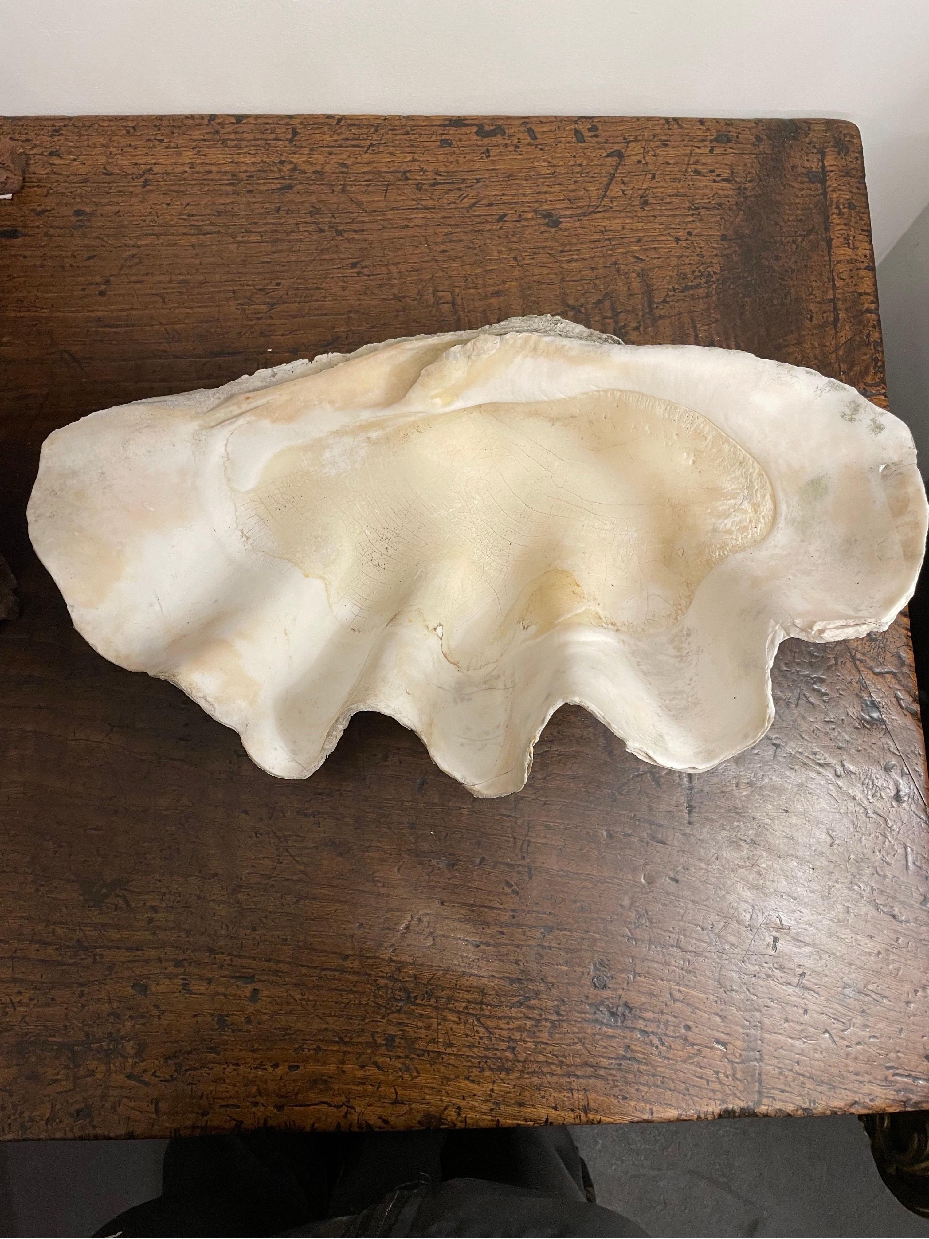 Grand coquillage géant naturel du Pacifique Sud vintage

Les palourdes géantes sont les membres du genre Tridacna qui sont les plus grands mollusques bivalves vivants. La palourde géante vit dans le sable corallien plat ou le corail brisé et peut
