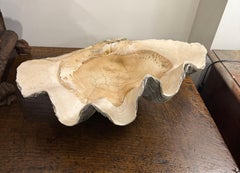 A Vintage Large Natural South Pacific Giant Clam Shell