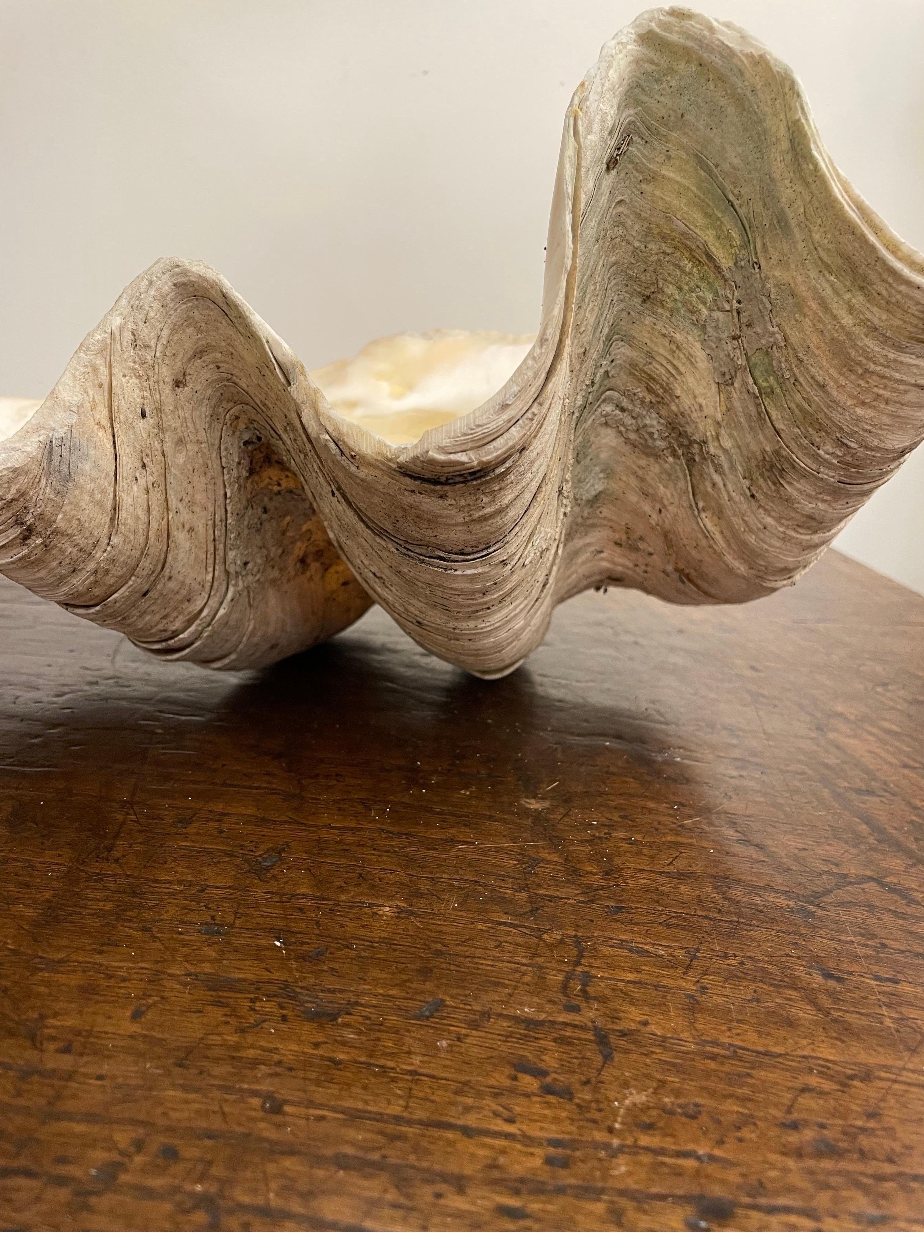 Australien Grand coquillage géant naturel du Pacifique Sud vintage en vente