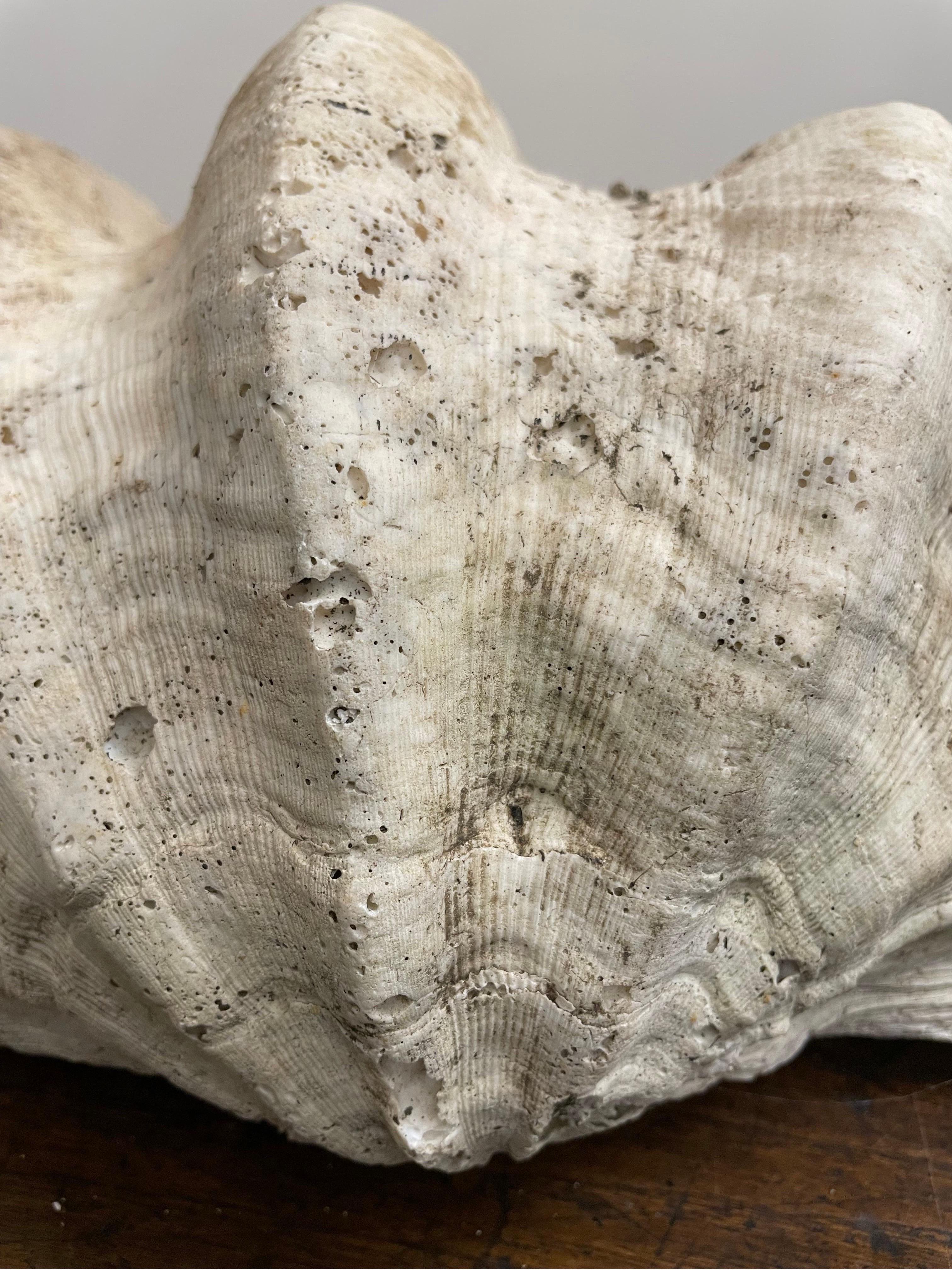 Milieu du XXe siècle Grand coquillage géant naturel du Pacifique Sud vintage en vente