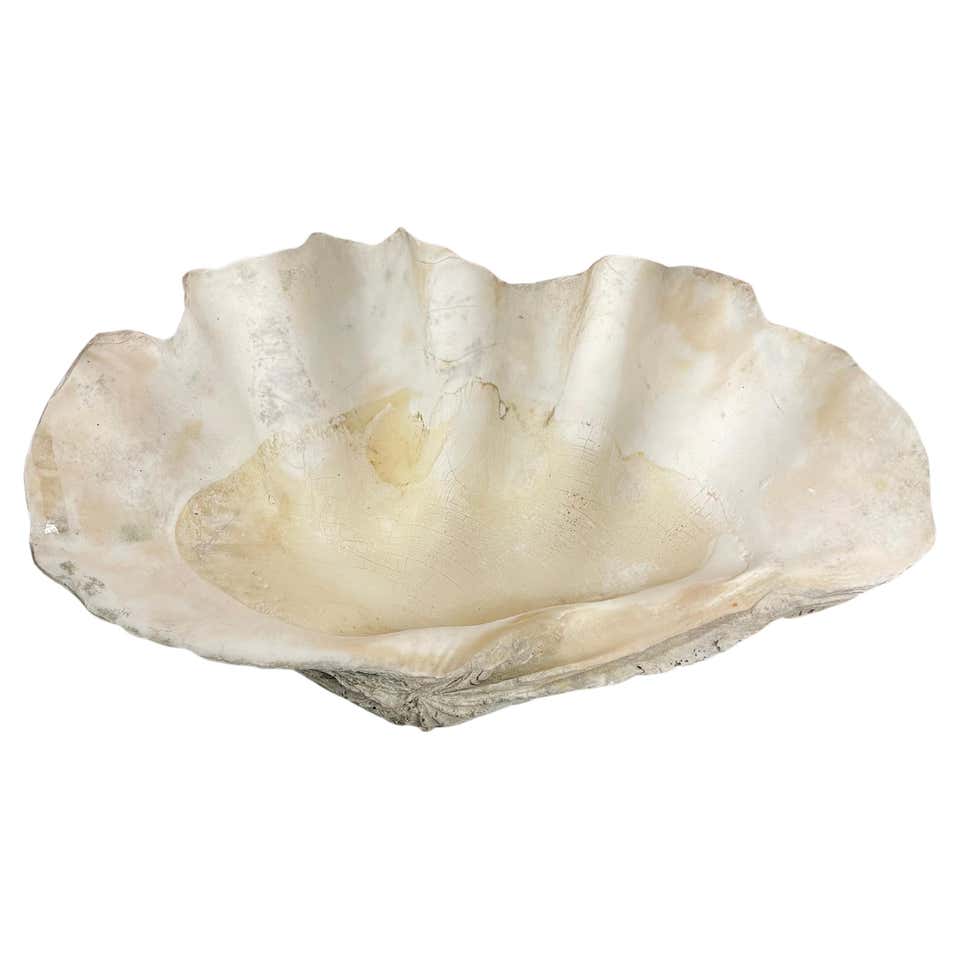 Giant Clam Shells - 24 For Sale on 1stDibs | giant clam shell for sale ...