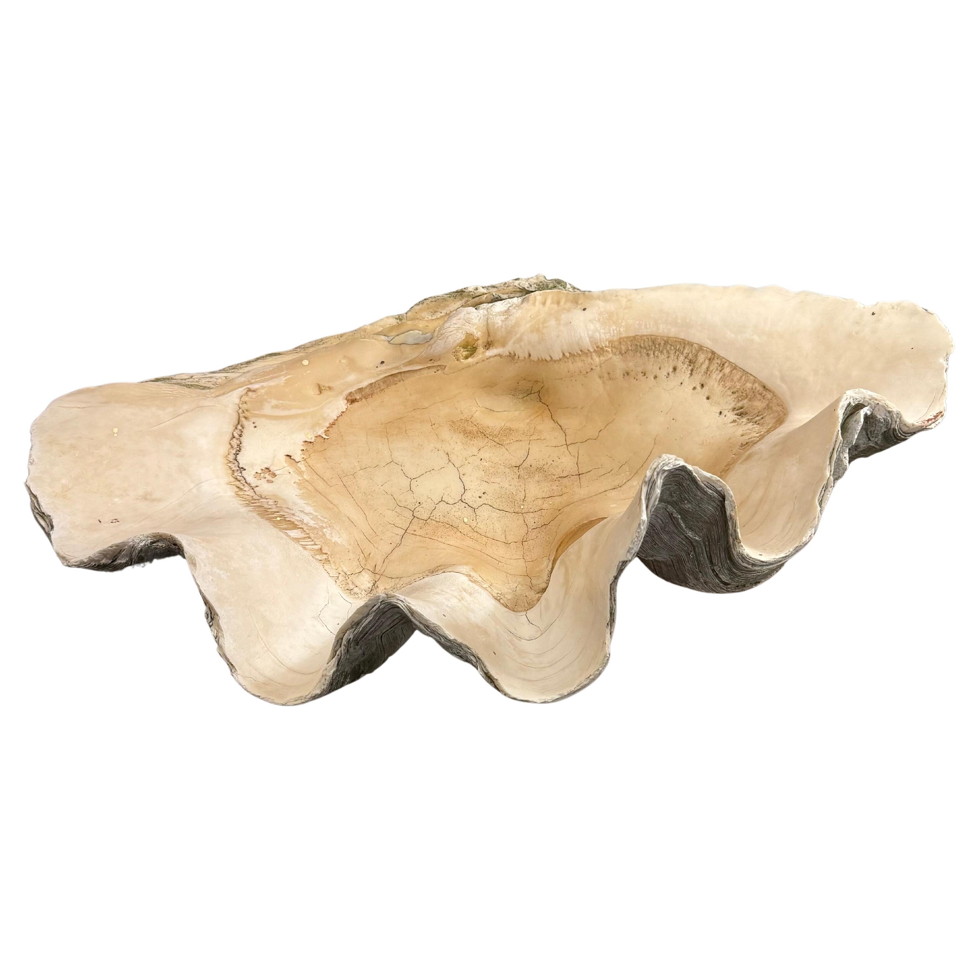 A Vintage Large Natural South Pacific Giant Clam Shell