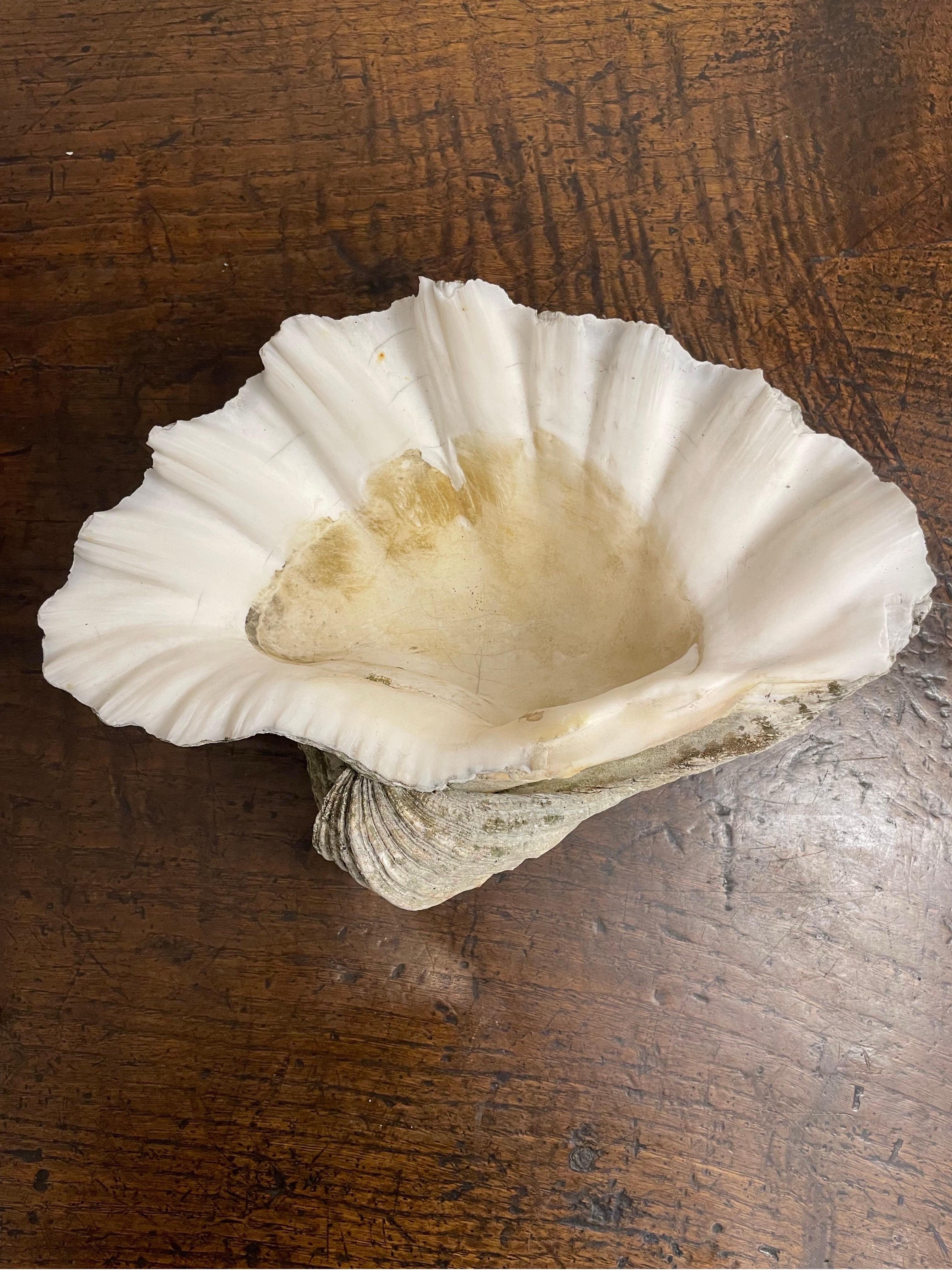 Una conchiglia gigante d'epoca Nature del Pacifico del sud

Le vongole giganti sono i membri del genere Tridacna e sono i più grandi molluschi bivalvi viventi. La vongola gigante vive nella sabbia corallina piatta o nel corallo spezzato e può essere