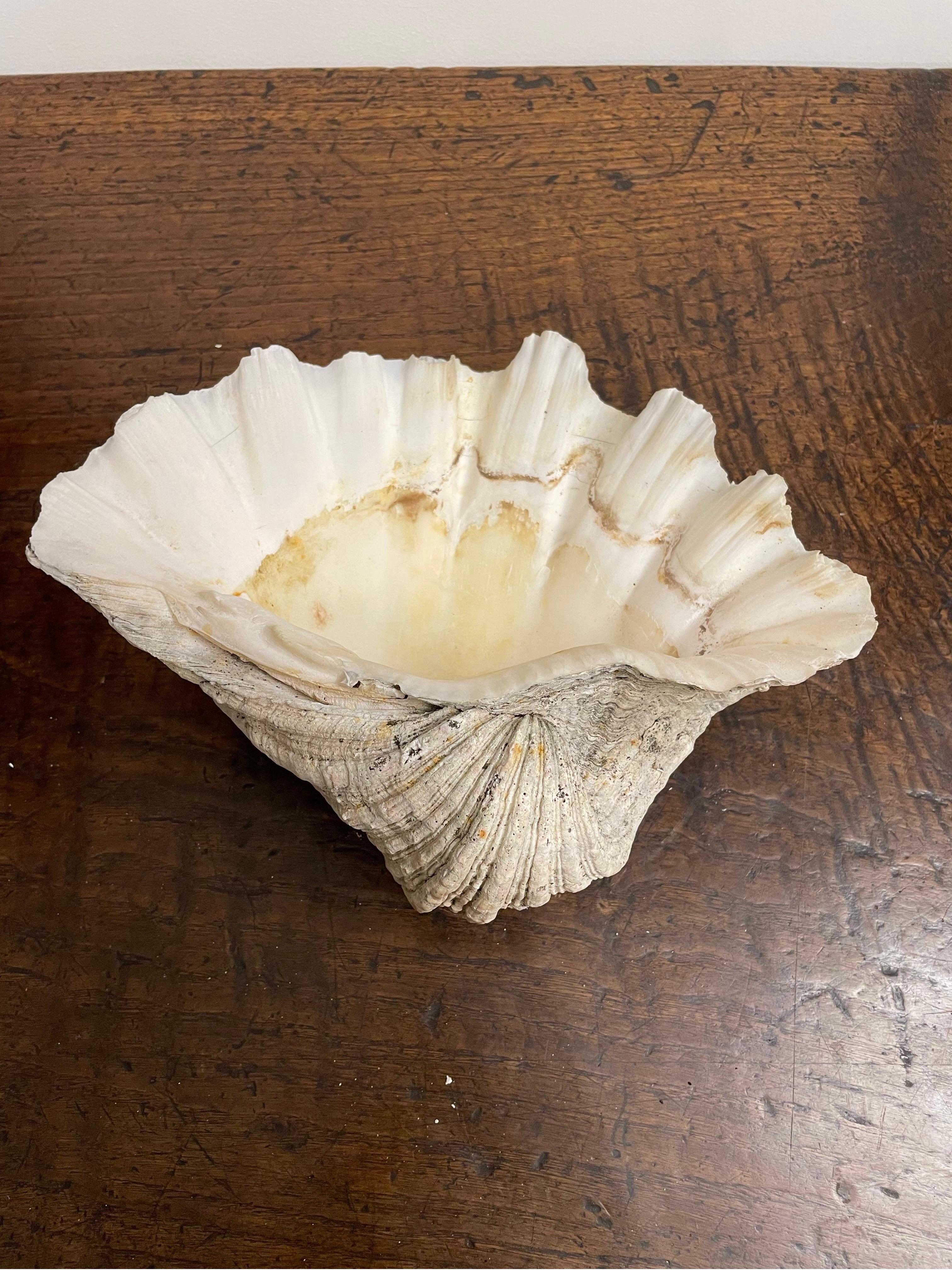 A Vintage Natural South Pacific Giant Clam Shell

The giant clams are the members of the clam genus Tridacna that are the largest living bivalve mollusks. The giant clam lives in flat coral sand or broken coral and can be found at depths of as much