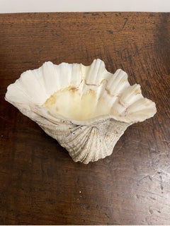 A Vintage Natural South Pacific Giant Clam Shell