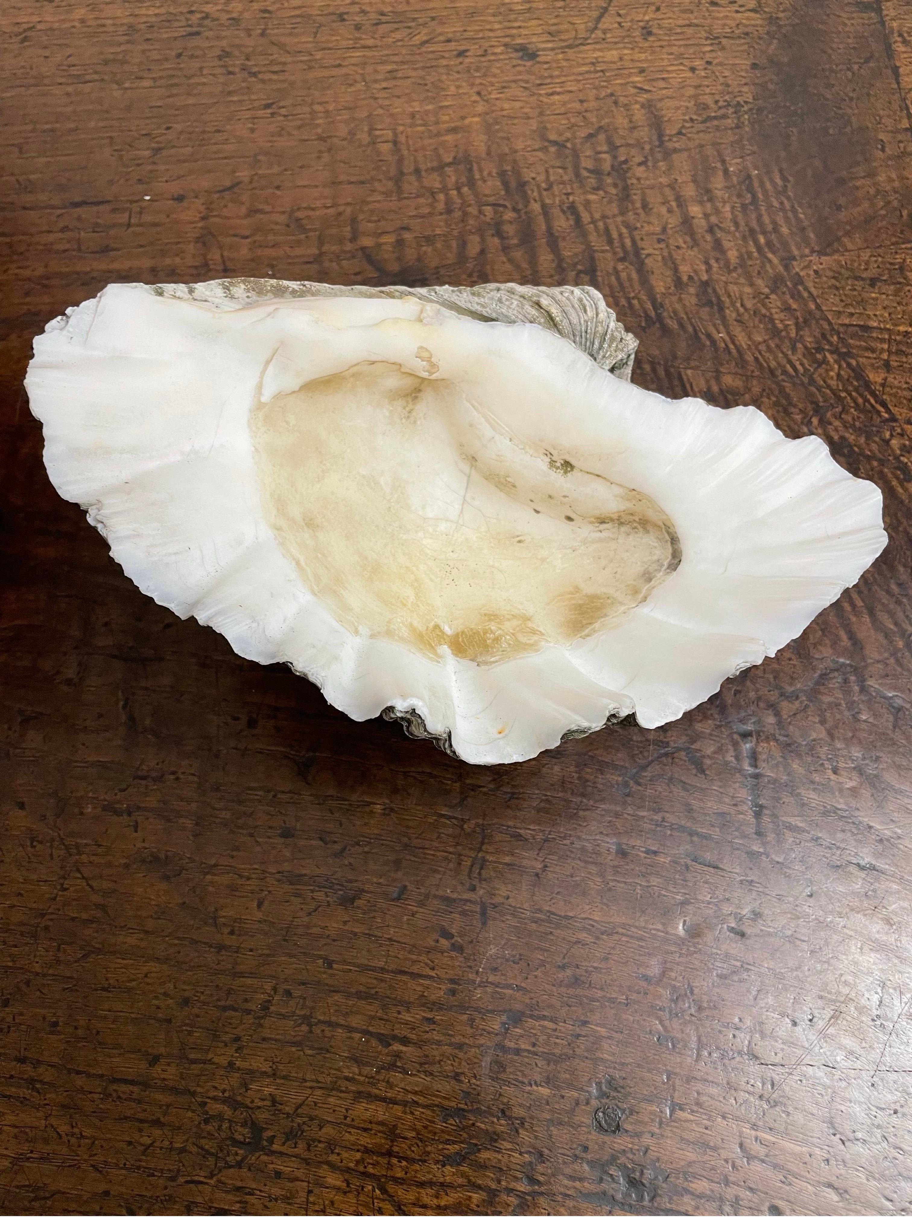 Australiano Una conchiglia gigante d'epoca Nature del Pacifico del sud in vendita