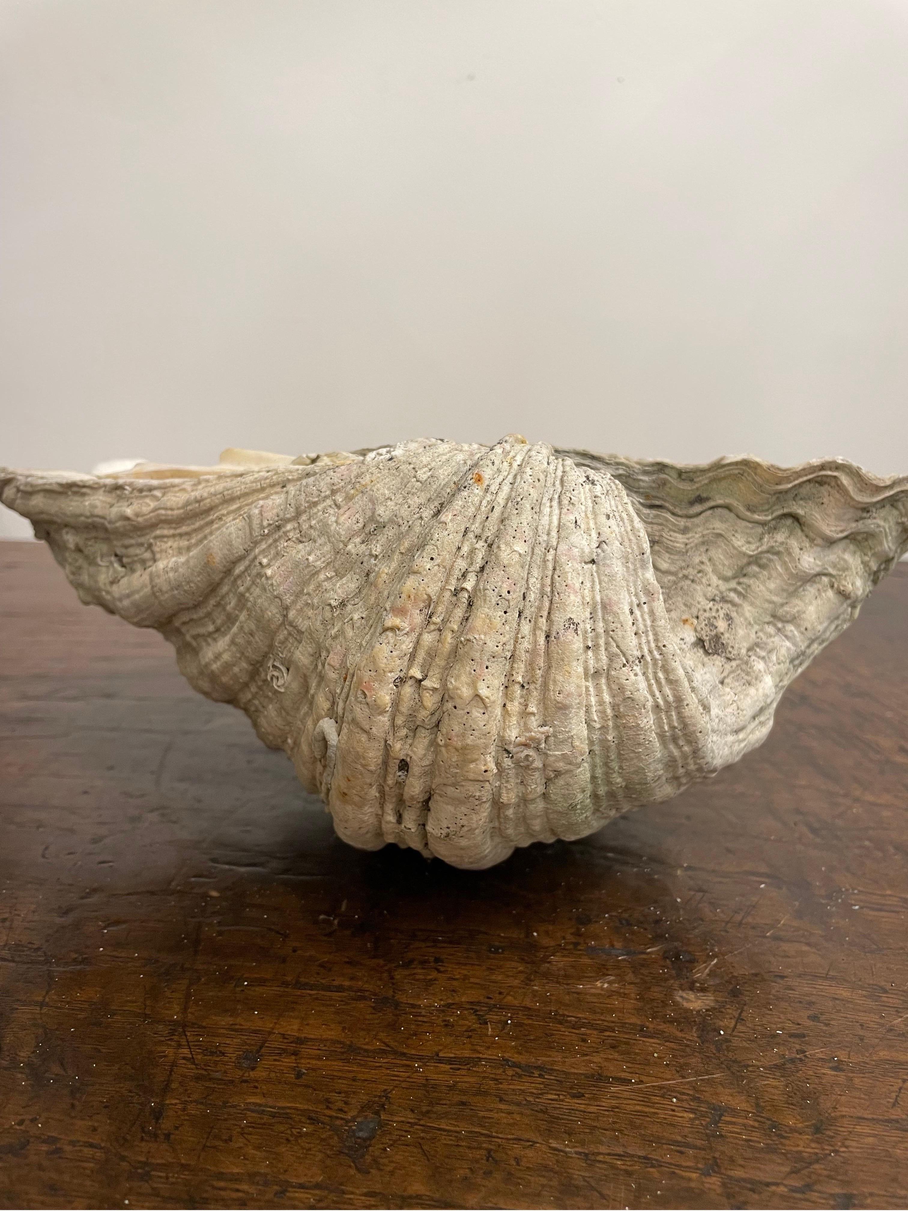 Australian A Vintage Natural South Pacific Giant Clam Shell For Sale
