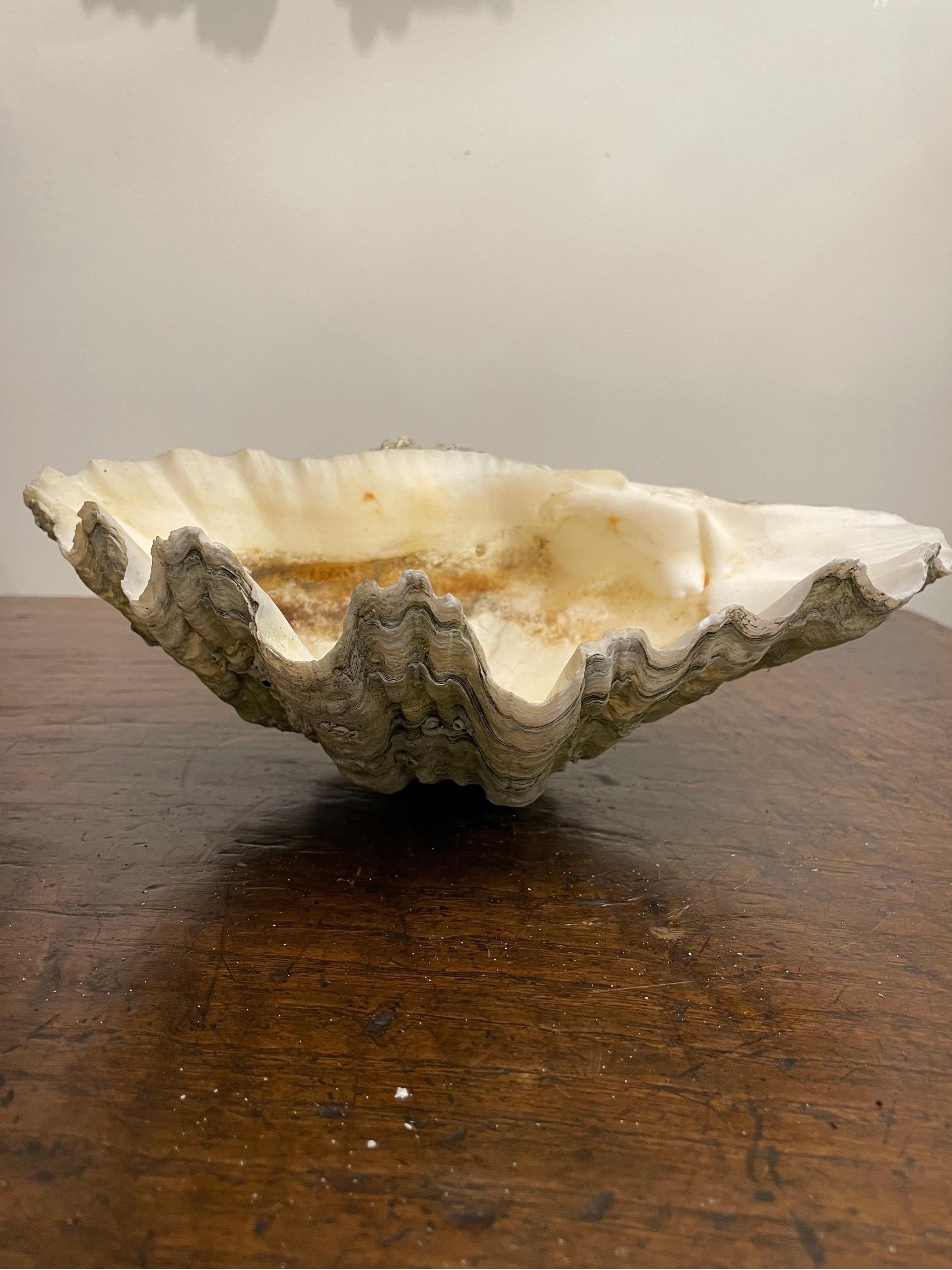 A Vintage Natural South Pacific Giant Clam Shell In Good Condition For Sale In ARMADALE, VIC