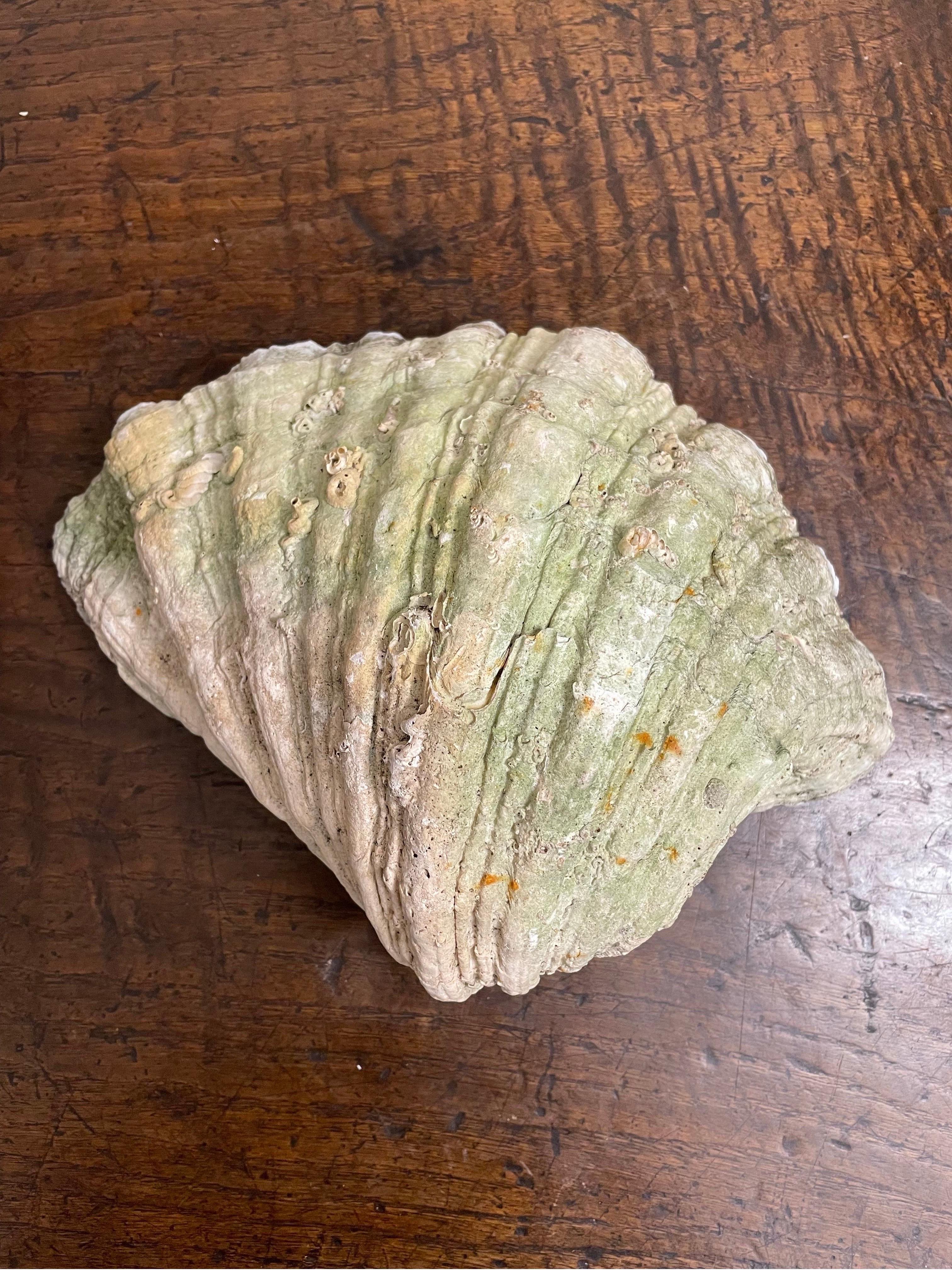 Metà XX secolo Una conchiglia gigante d'epoca Nature del Pacifico del sud in vendita