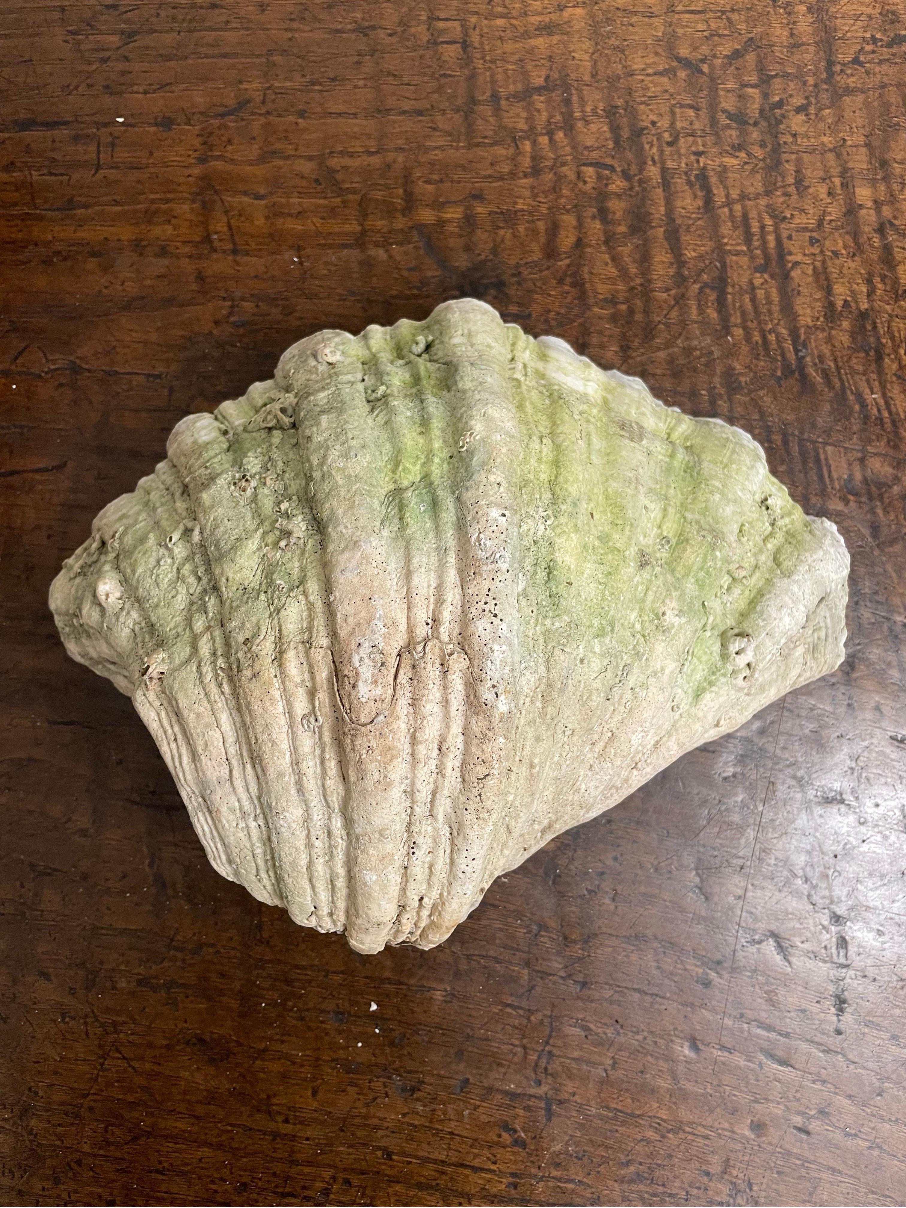 Mid-20th Century A Vintage Natural South Pacific Giant Clam Shell For Sale