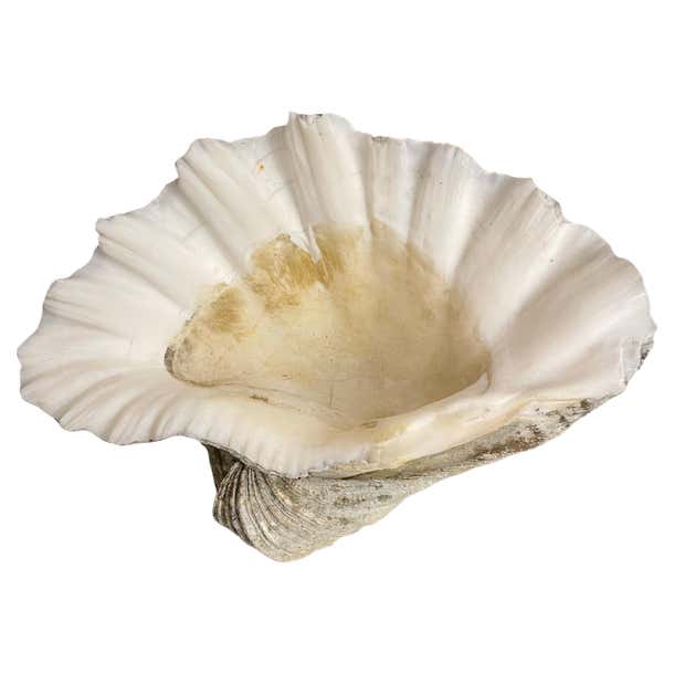 A Vintage Natural South Pacific Giant Clam Shell For Sale at 1stDibs