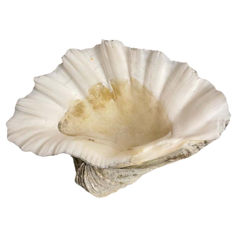 A Vintage Large Natural South Pacific Giant Clam Shell For Sale at 1stDibs