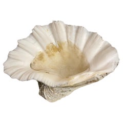 A Vintage Natural South Pacific Giant Clam Shell