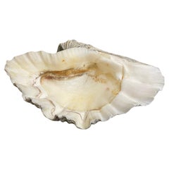 A Vintage Natural South Pacific Giant Clam Shell