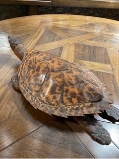 Una tartaruga marina Hawksbill tassidermica d'epoca