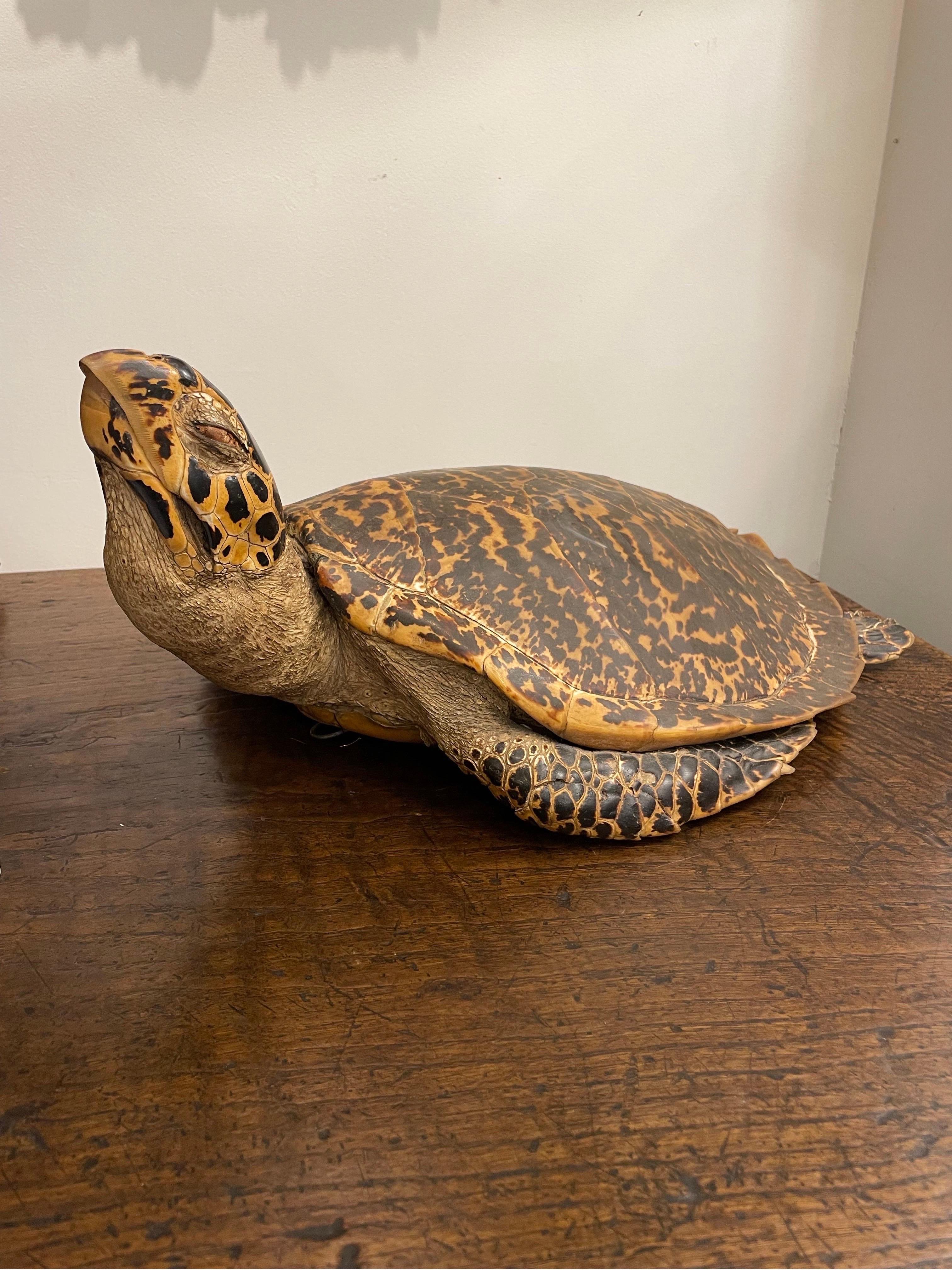 Une tortue de mer Hawksbill vintage de Taxidermie

Profondeur : 34cm Hauteur : 20.5cm Largeur : 53cm

Provenance : Collection privée australienne.

Note : Cet article peut être soumis à des restrictions à l'exportation/importation et il est de la