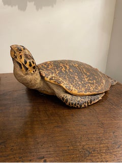 Echte Taxidermie Karettschildkröte