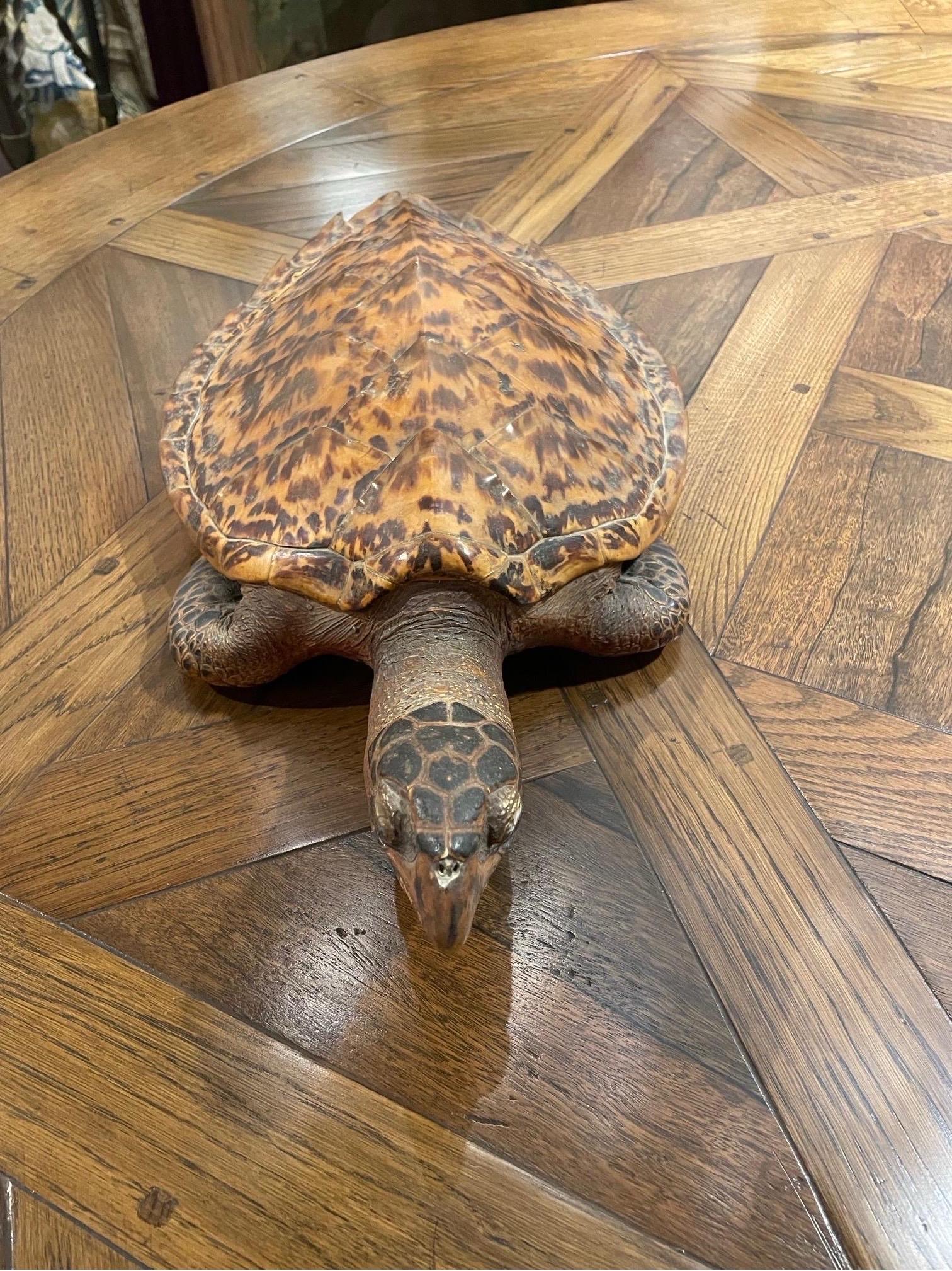 Australiano Una tartaruga marina Hawksbill tassidermica d'epoca in vendita