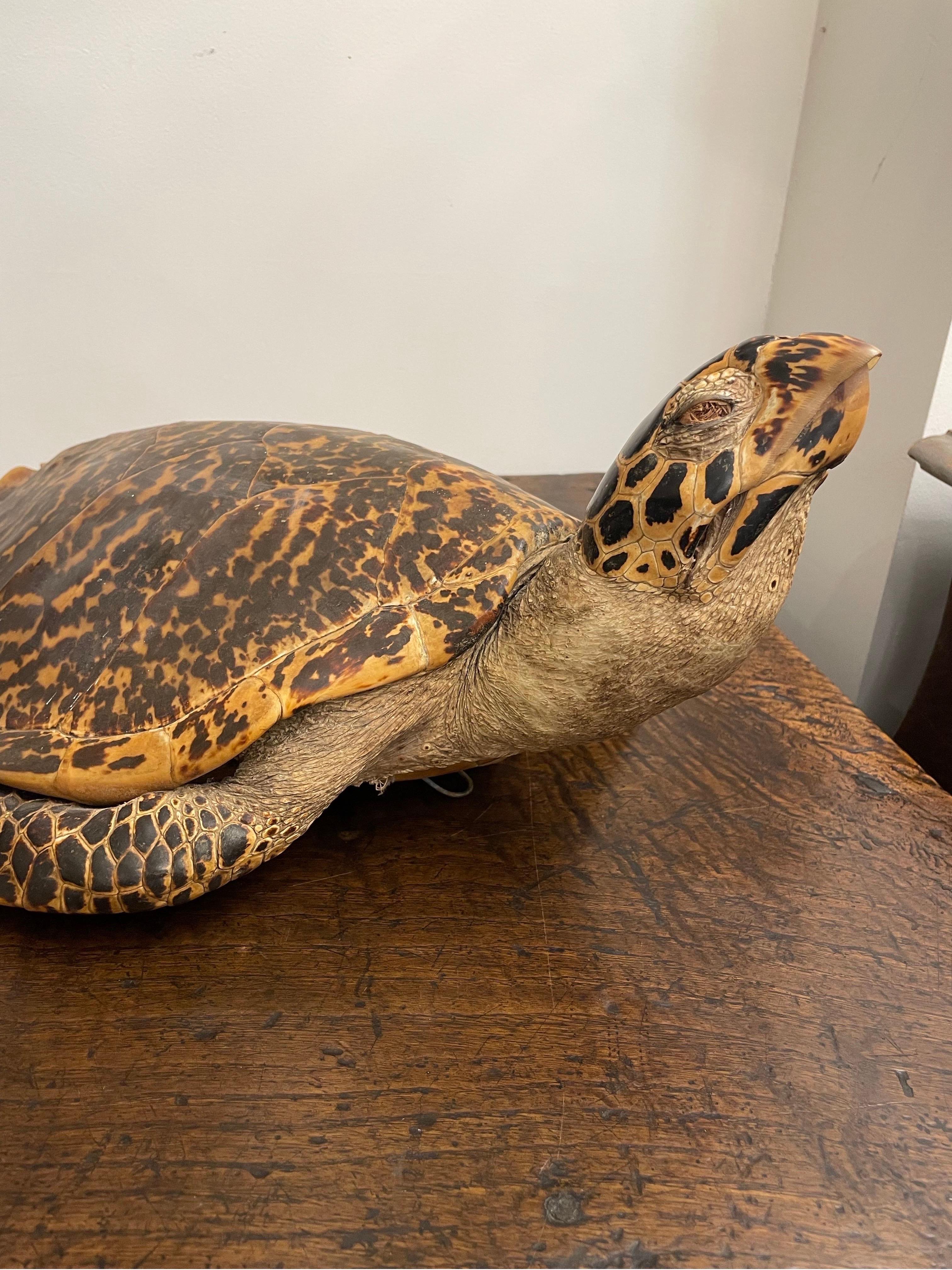 Australien Une tortue de mer Hawksbill vintage de Taxidermie
