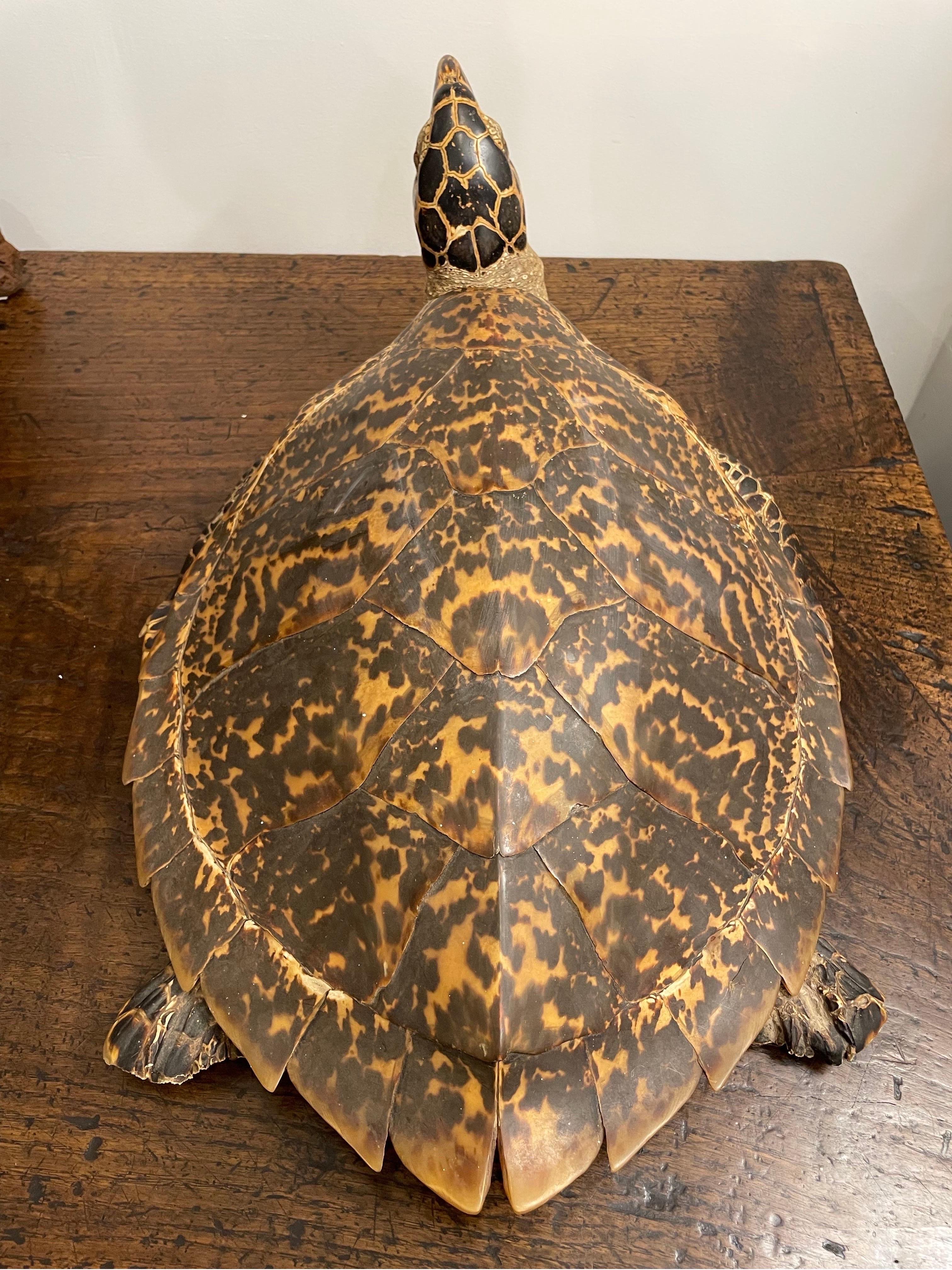 Une tortue de mer Hawksbill vintage de Taxidermie Bon état à ARMADALE, VIC
