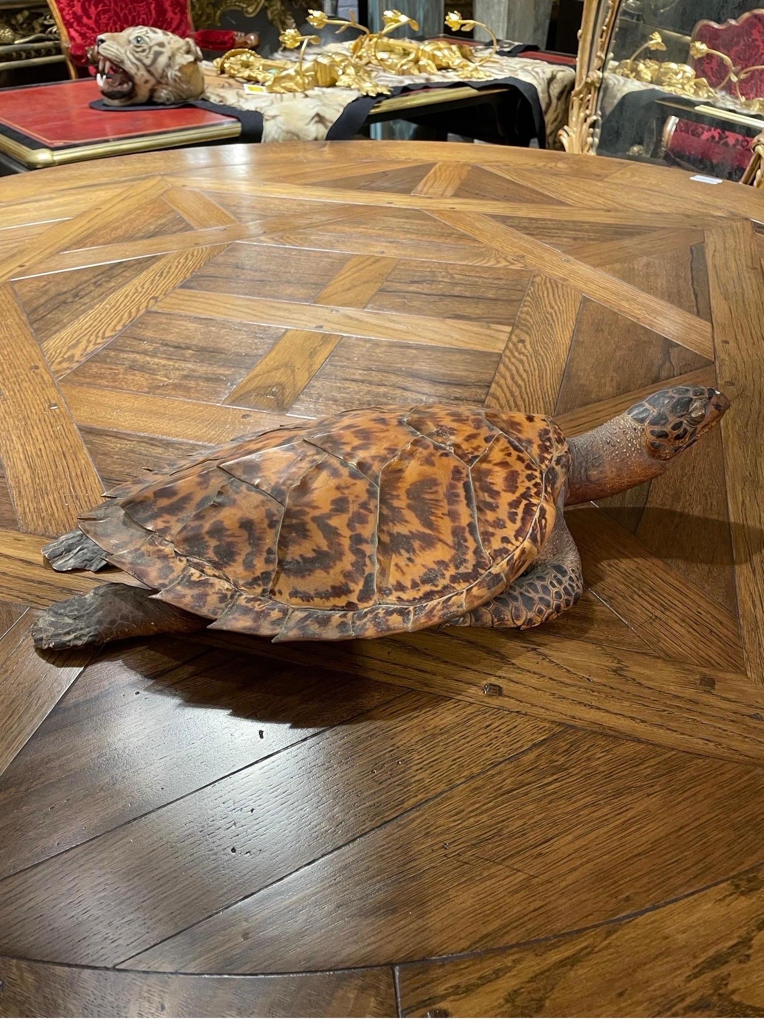 Metà XX secolo Una tartaruga marina Hawksbill tassidermica d'epoca in vendita