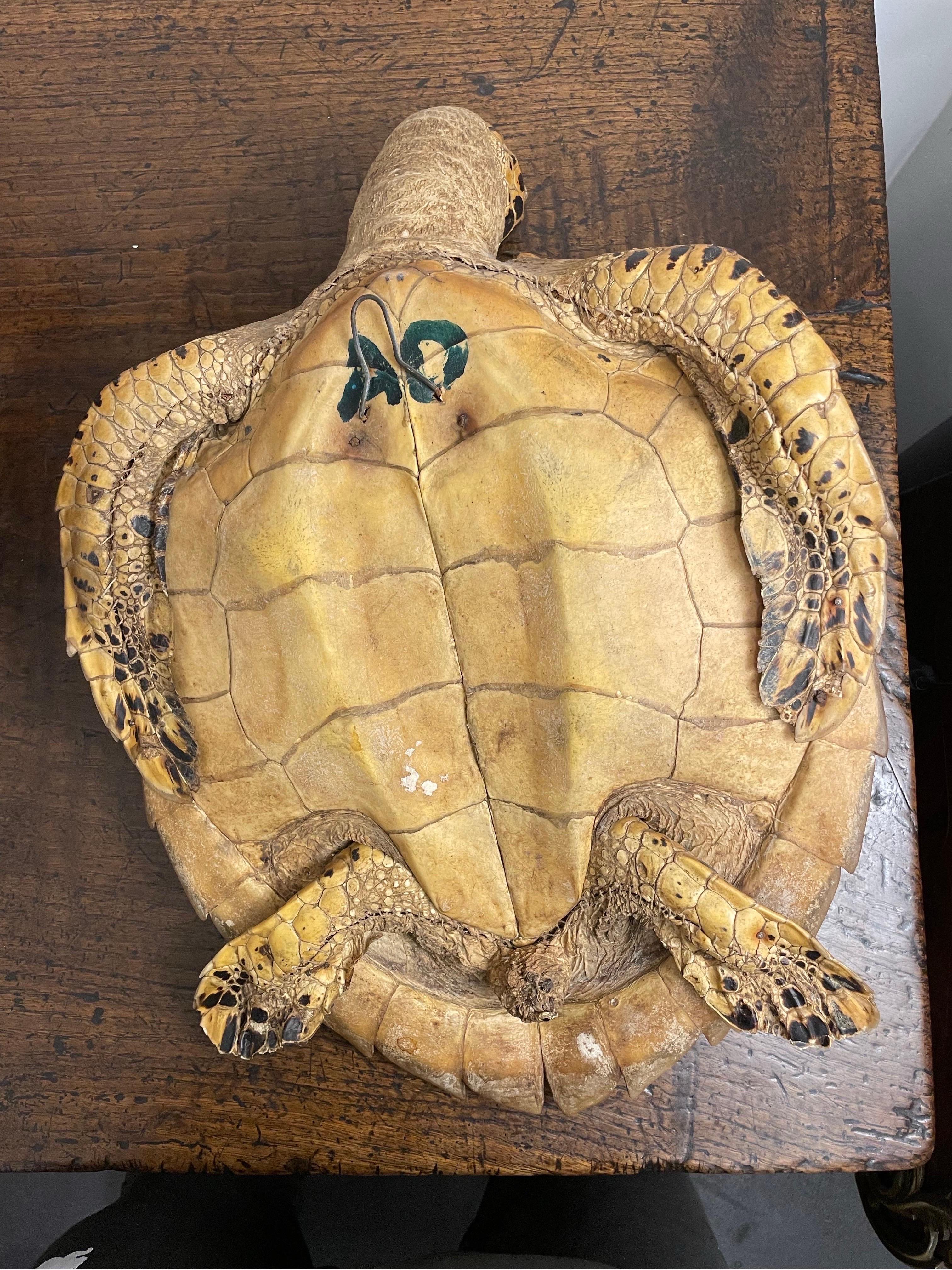 Milieu du XXe siècle Une tortue de mer Hawksbill vintage de Taxidermie