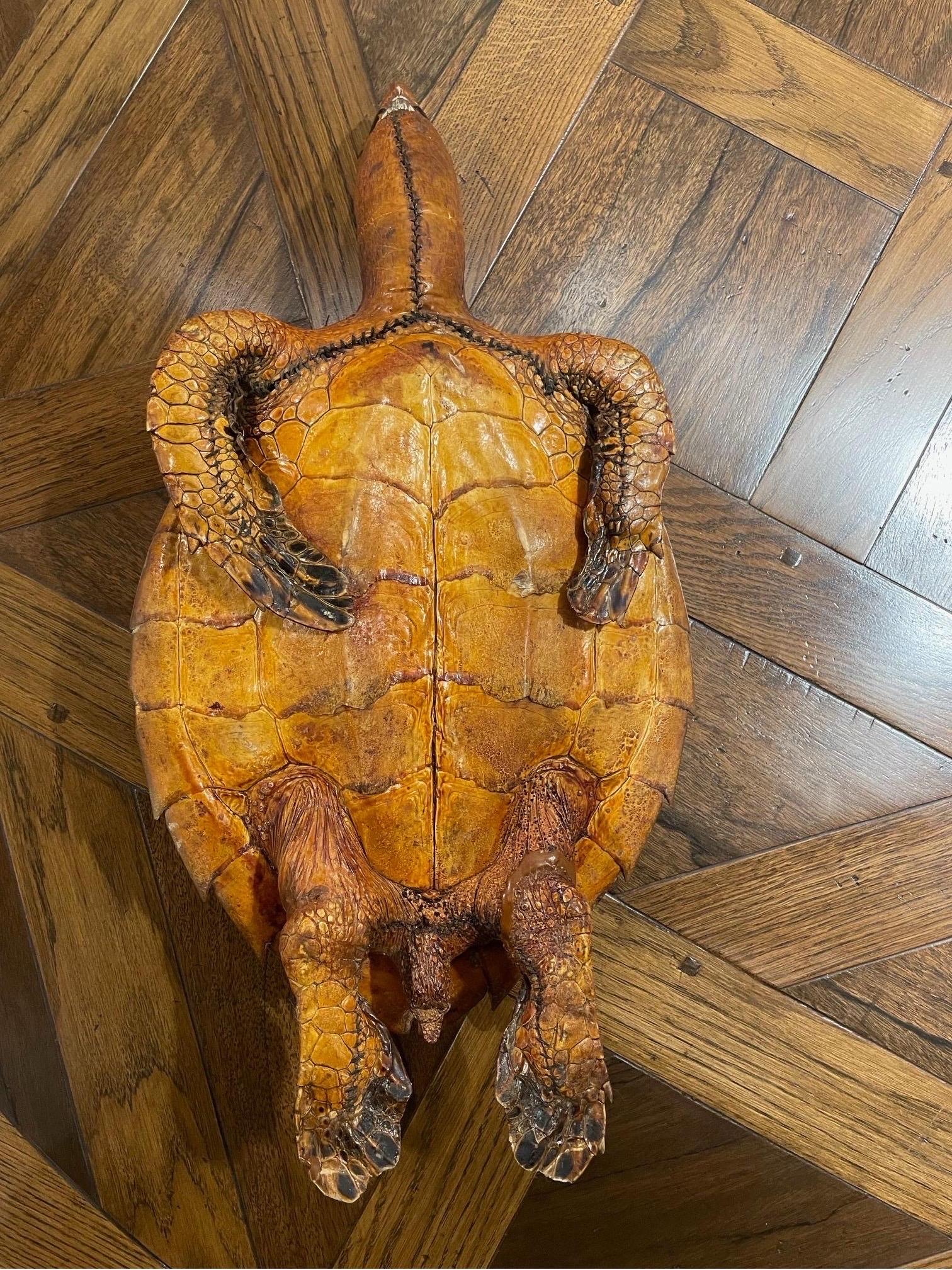 Tartaruga di mare Una tartaruga marina Hawksbill tassidermica d'epoca in vendita