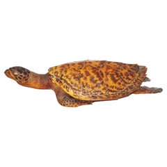 A Vintage Taxidermy Hawksbill Sea Turtle