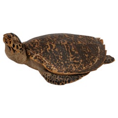A Vintage Taxidermy Hawksbill Sea Turtle