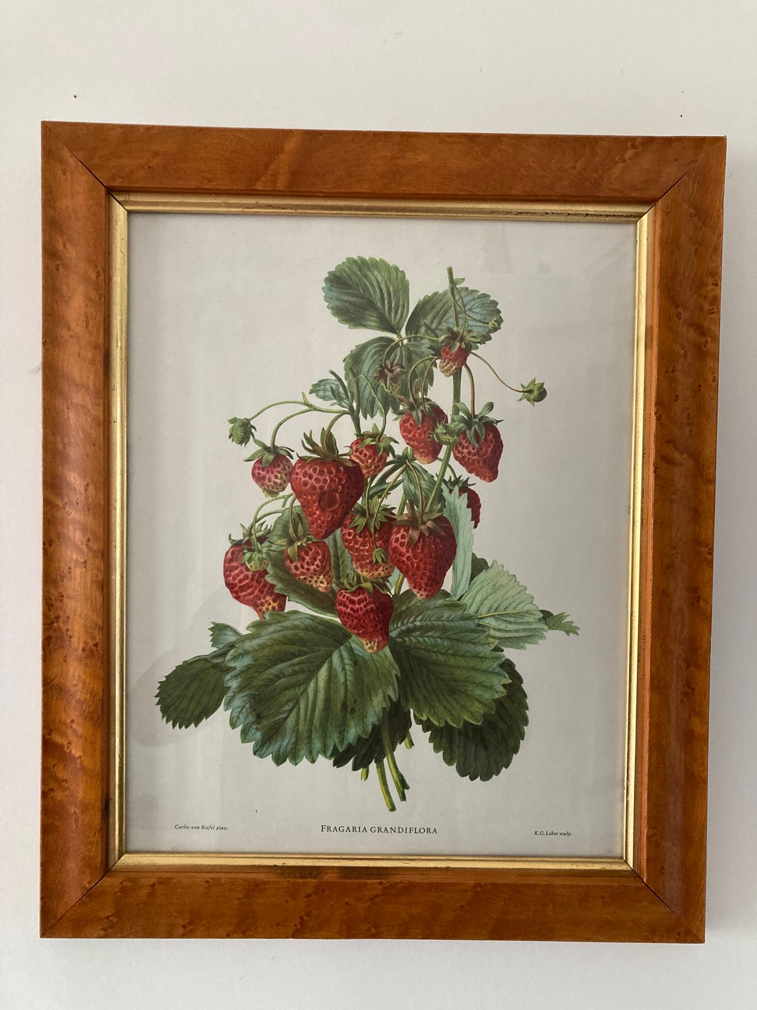 A Walnut Framed Botanical Picture Printed by C Hall Mandel, 'Drawn from Nature J & E Gould' This exquisite framed picture featuring Strawberries meticulously crafted to showcase vibrant colors and intricate details, bringing a touch of nature's